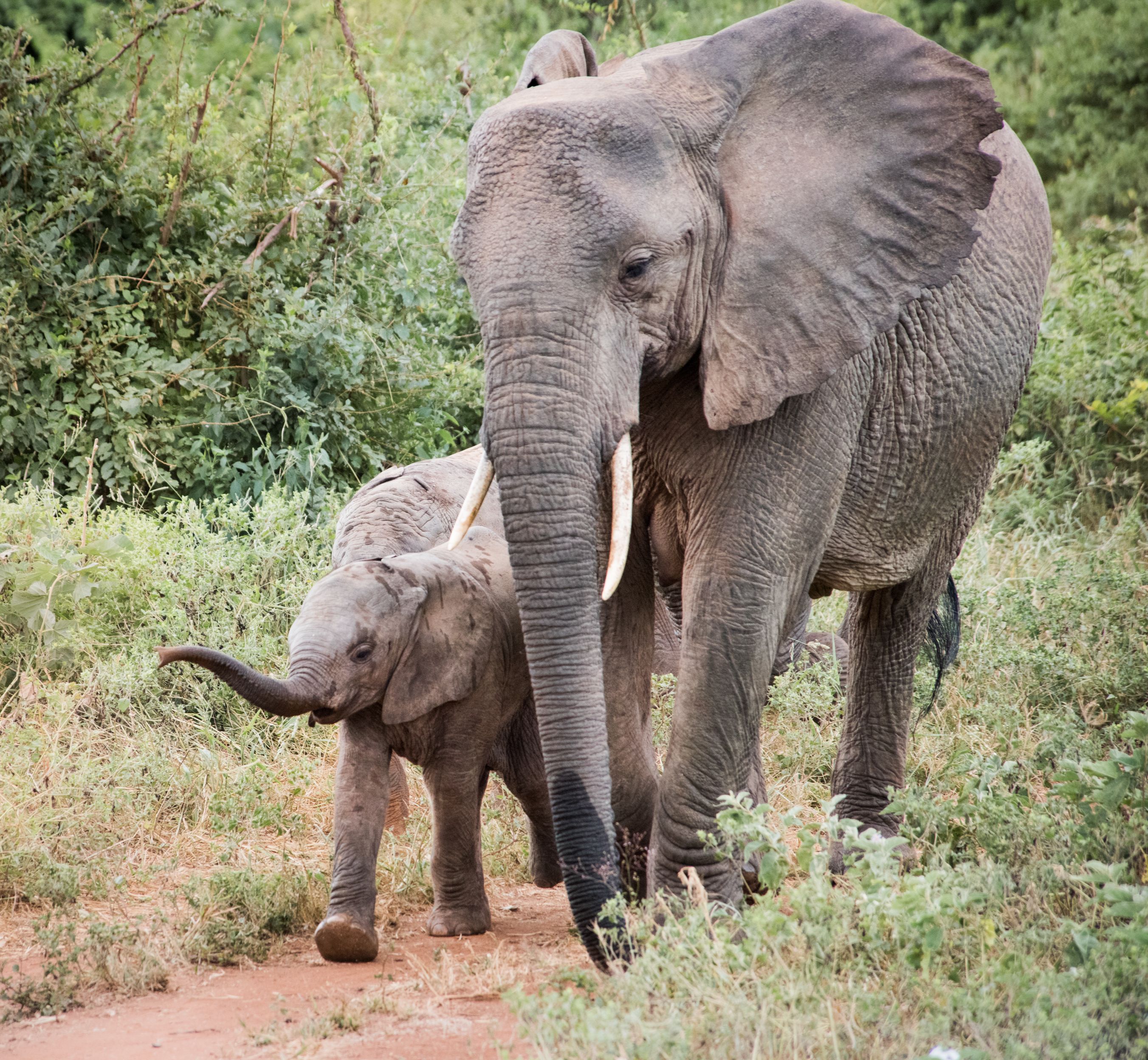 Every orphan saved goes some way to helping endangered elephant populations in Africa. Many orphans rescued by the Sheldrick Wildlife Trust have gone on to start their own families when they returned to the wild. The Trust knows of 49 wild-born calves, each a beacon of hope for their species.
