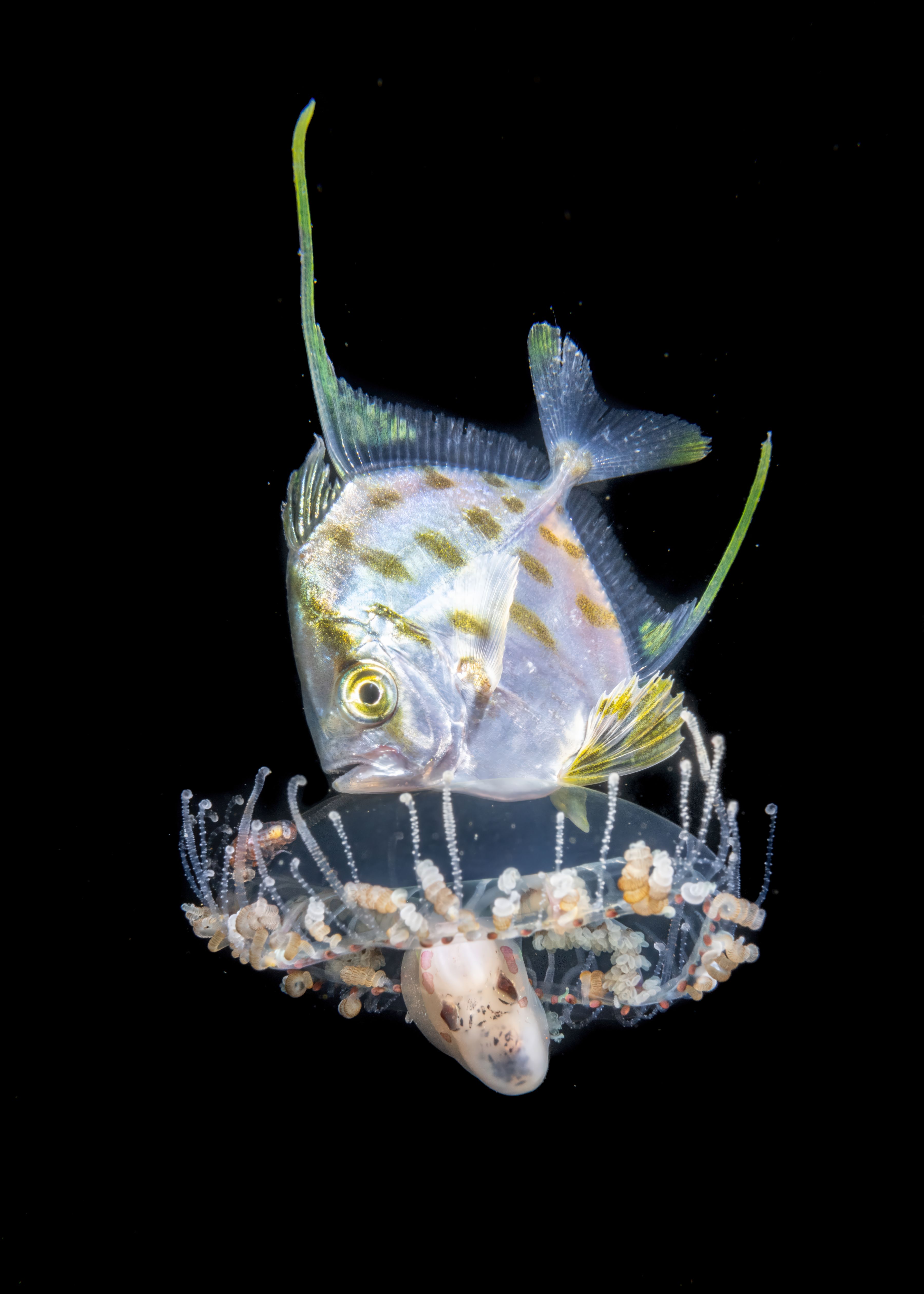 Female Fifty Fathoms Award