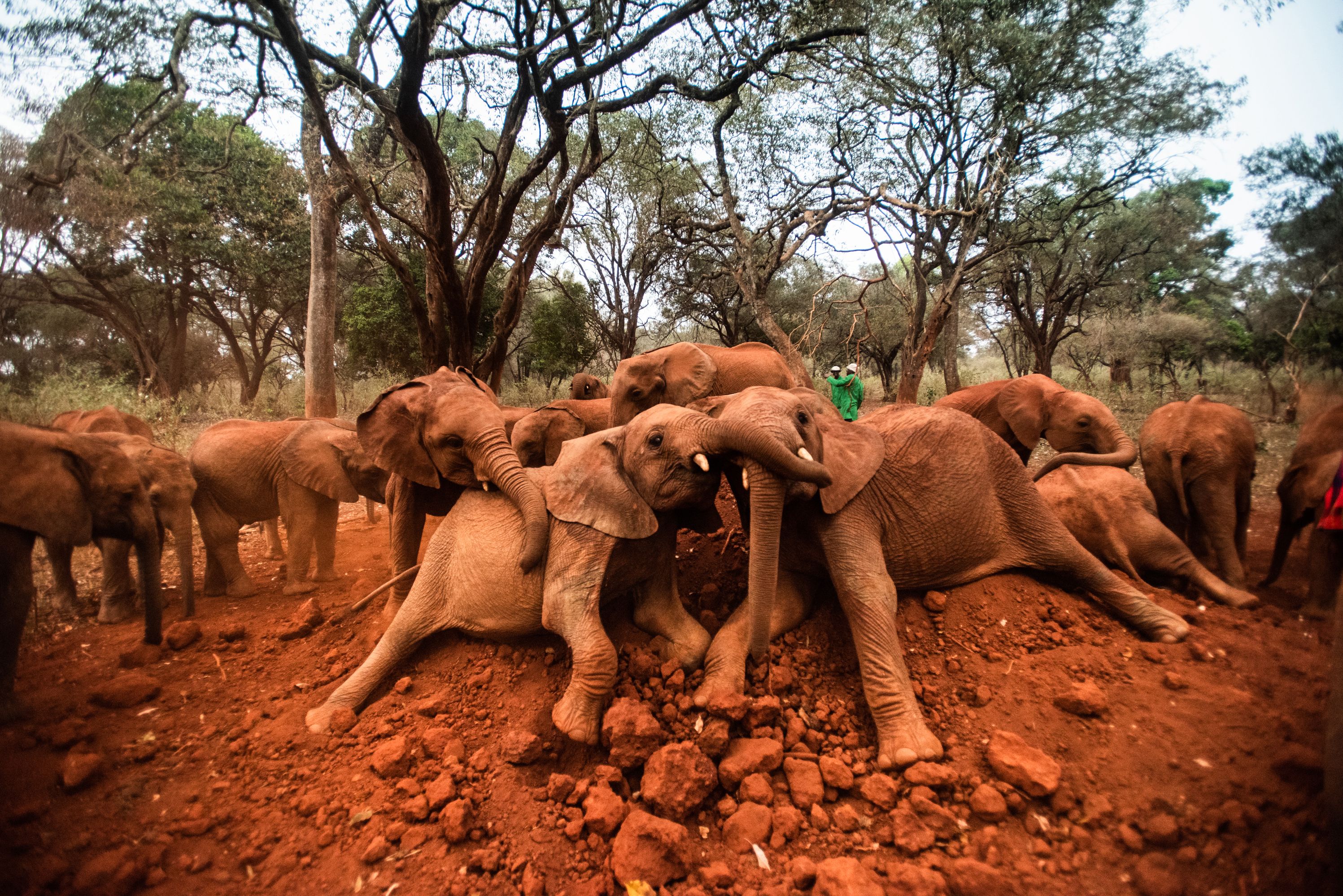 Elephants having the time of their lives rolling around in the Red Mud
