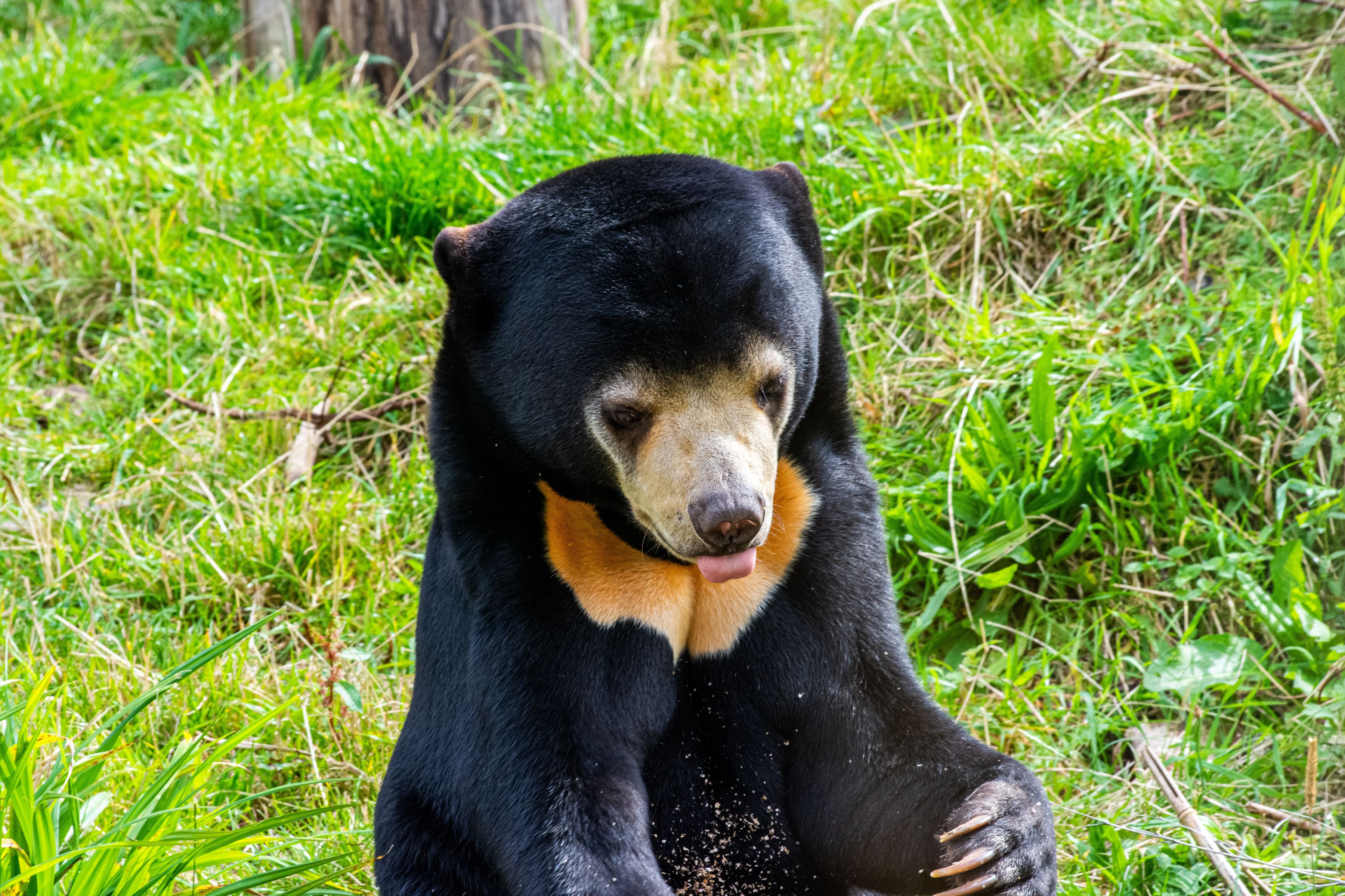 The Sun Bear