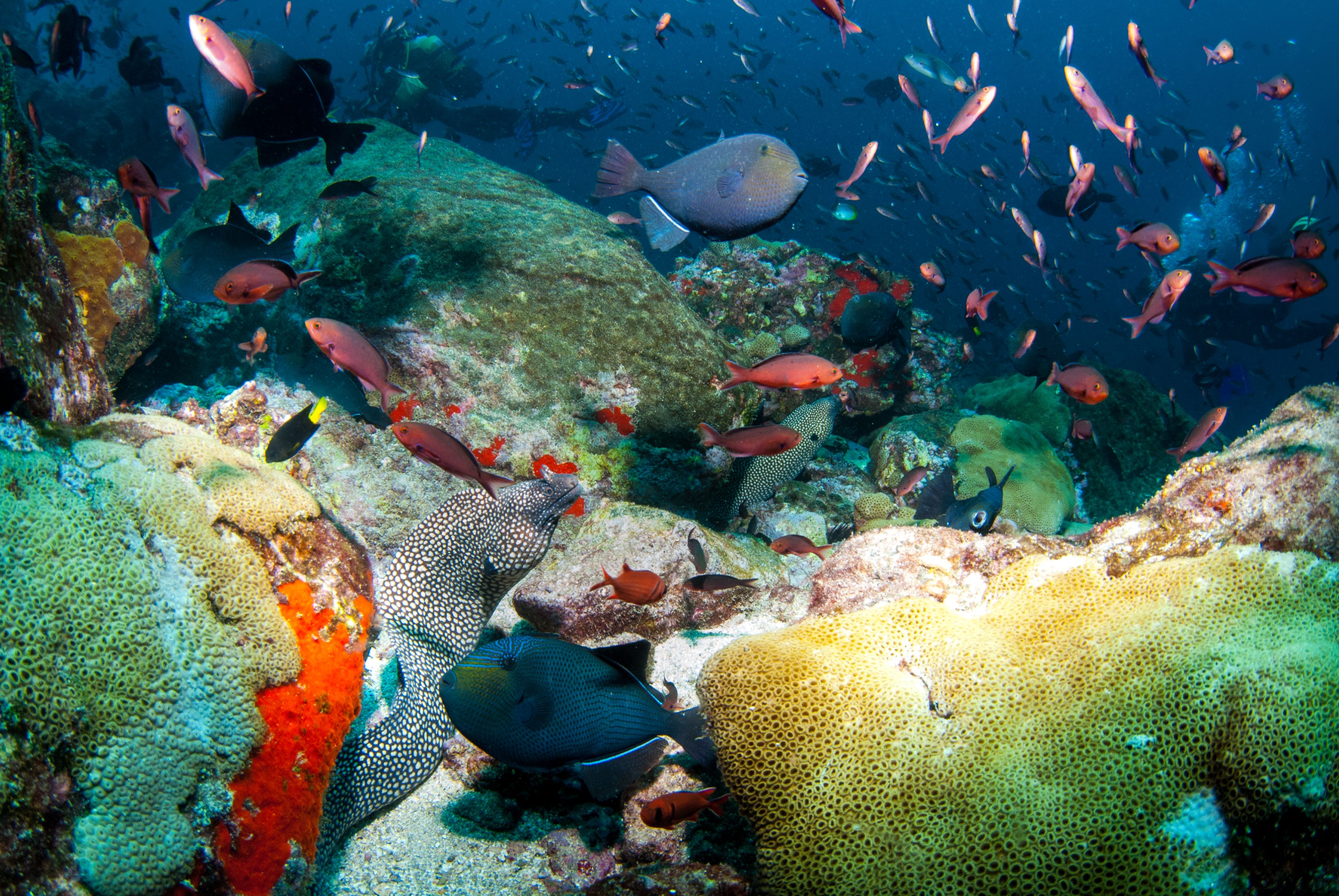 Blue Marine Foundation - Ascension Island - Shallow water habitat