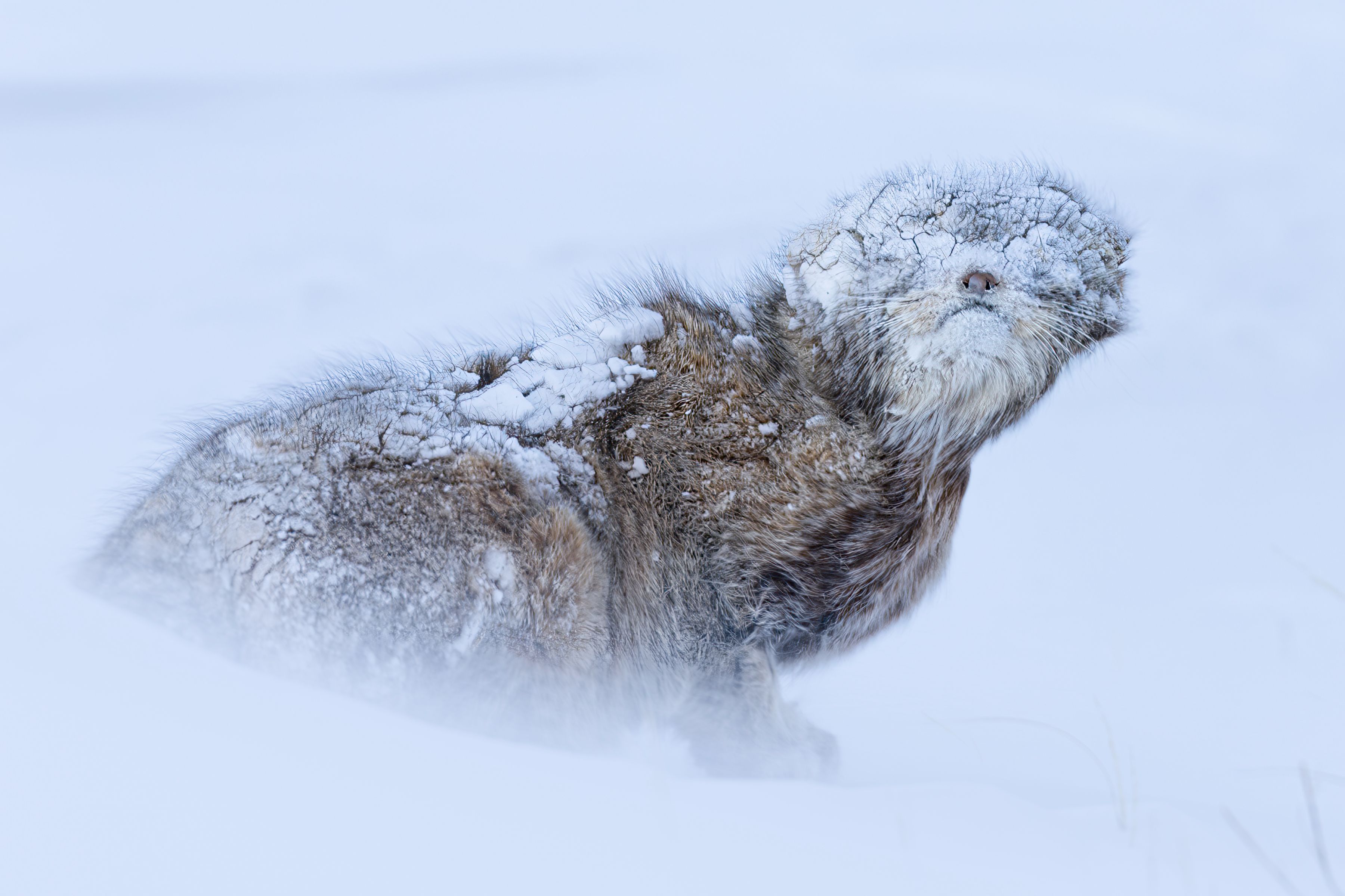 Shrouded in Snow