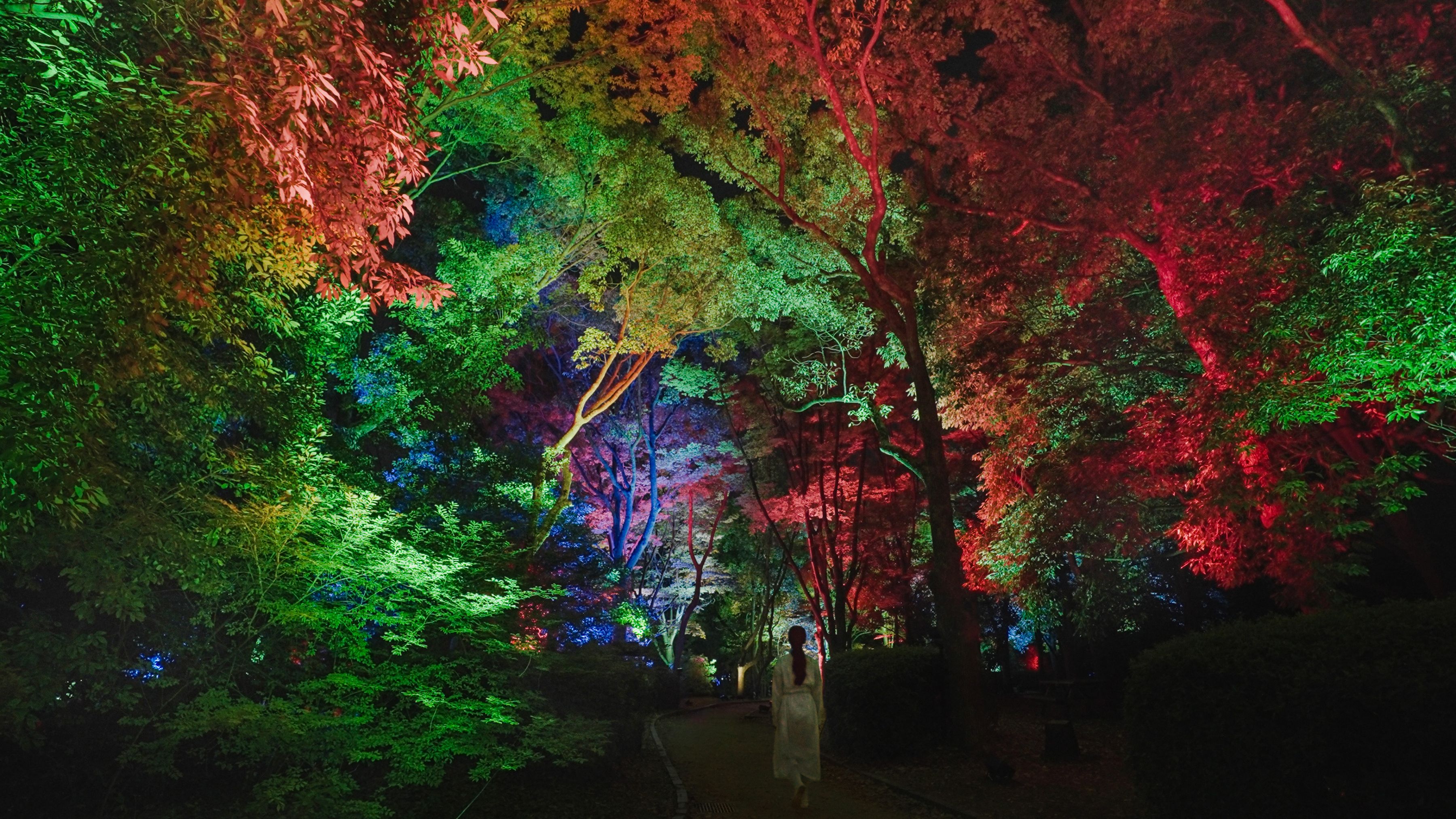 Resonating Trees - Camphor tree and Zelkova, Osaka Botanical Garden
