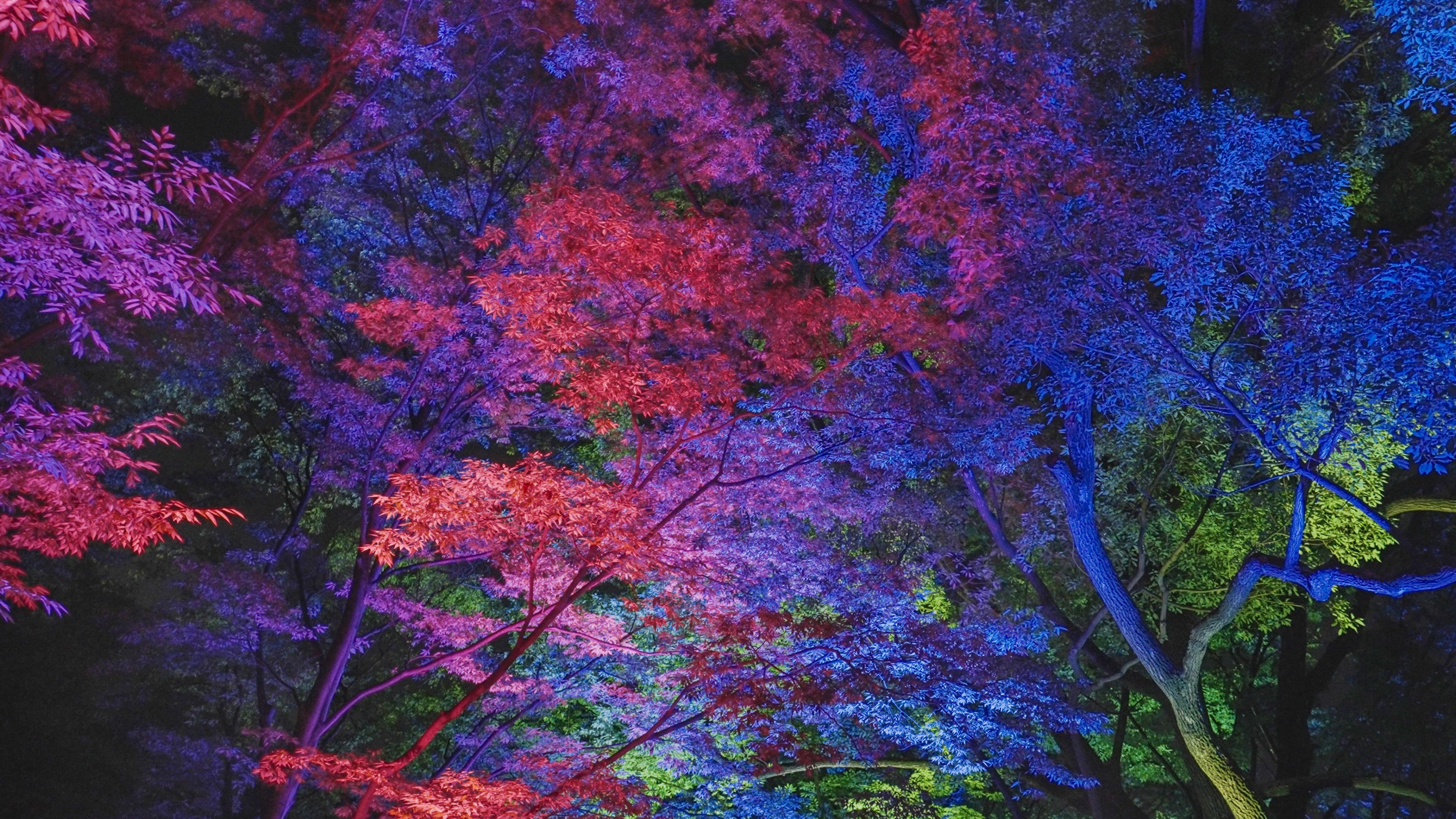 Resonating Trees - Camphor tree and Zelkova Osaka Botanical Garden