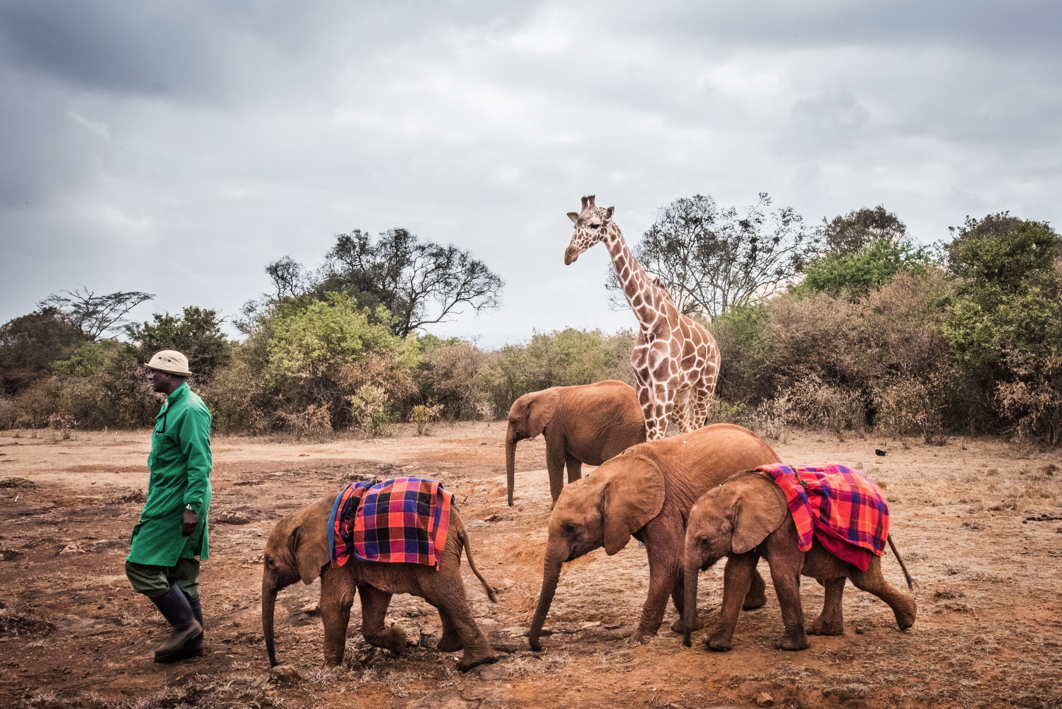 40 Keepers who replace the baby elephant's lost family are responsible for the love, care and attention these emotionally fragile creatures require.