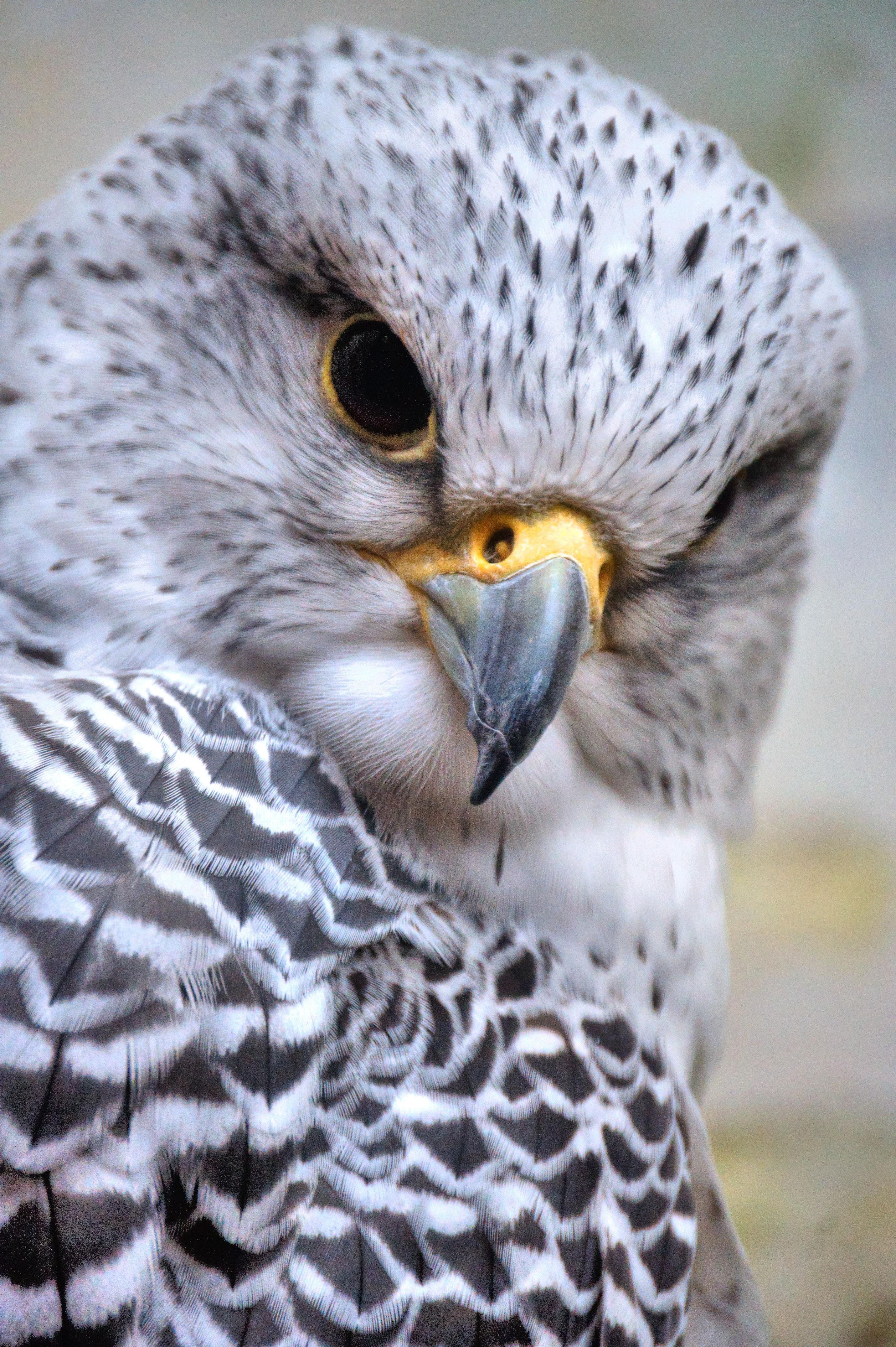 Close-up of a hawk.