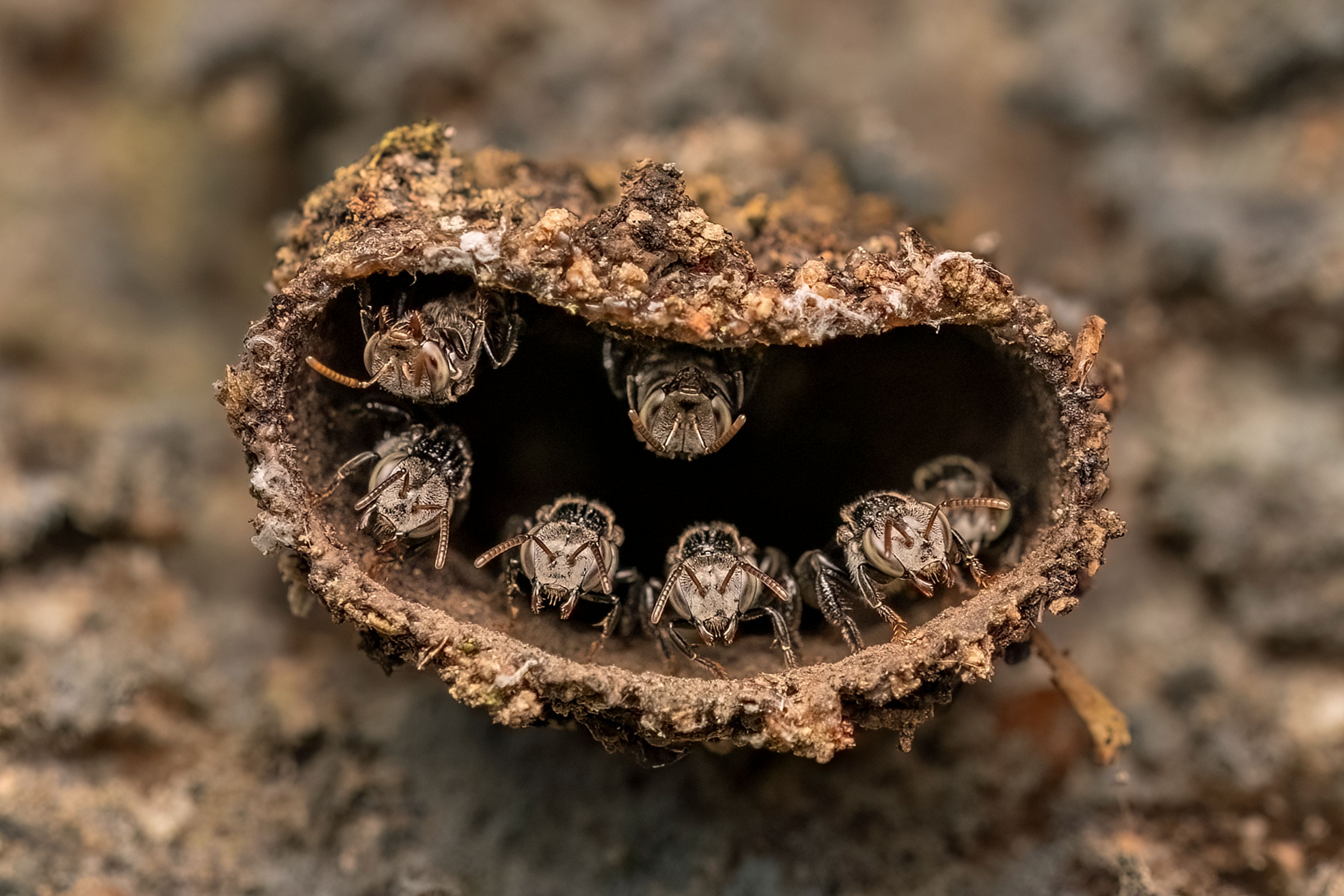 Guardians of the Hive