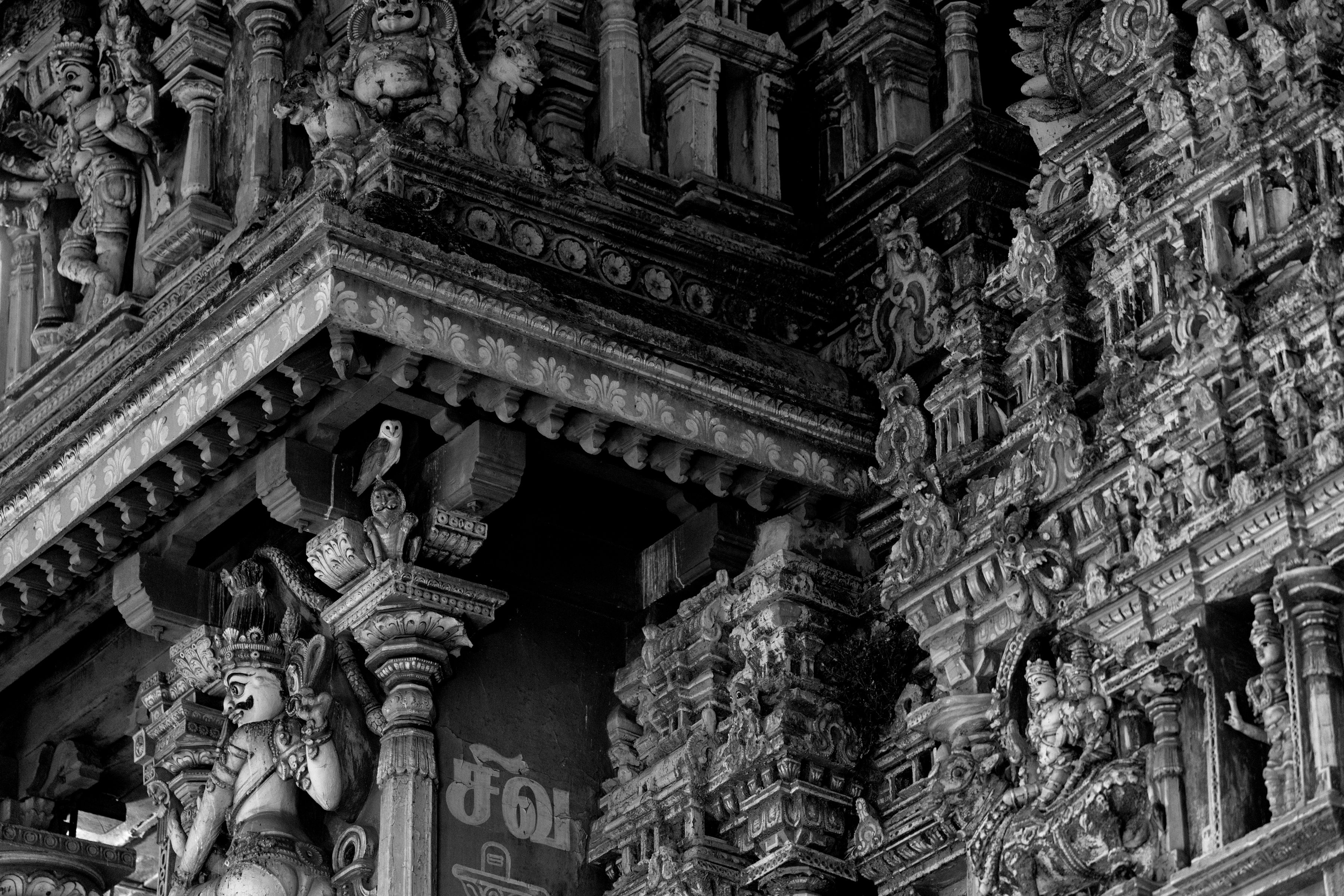An Ancient Sculpture by Udhaya Sankar Alias Vinith M - Special Mention, Wildscape & Animals in Their Habitat