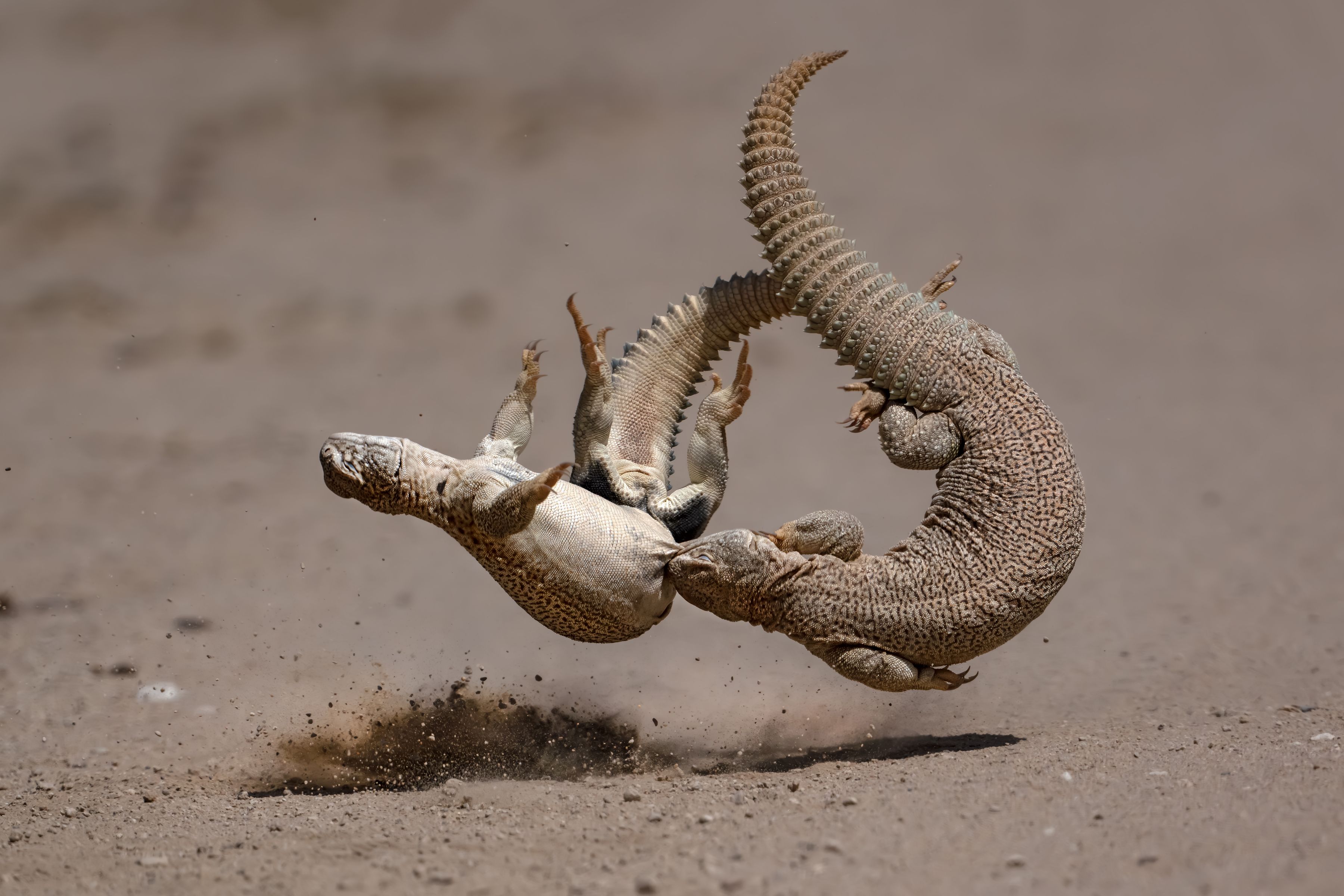 Desert Duel by Pradyut Kumar Das - Special Mention, Animal Behaviour. In the arid expanse of Rajasthan, two spiny-tailed lizards engage in a battle of strength and strategy. Location: Tal Chhapar, Rajasthan.