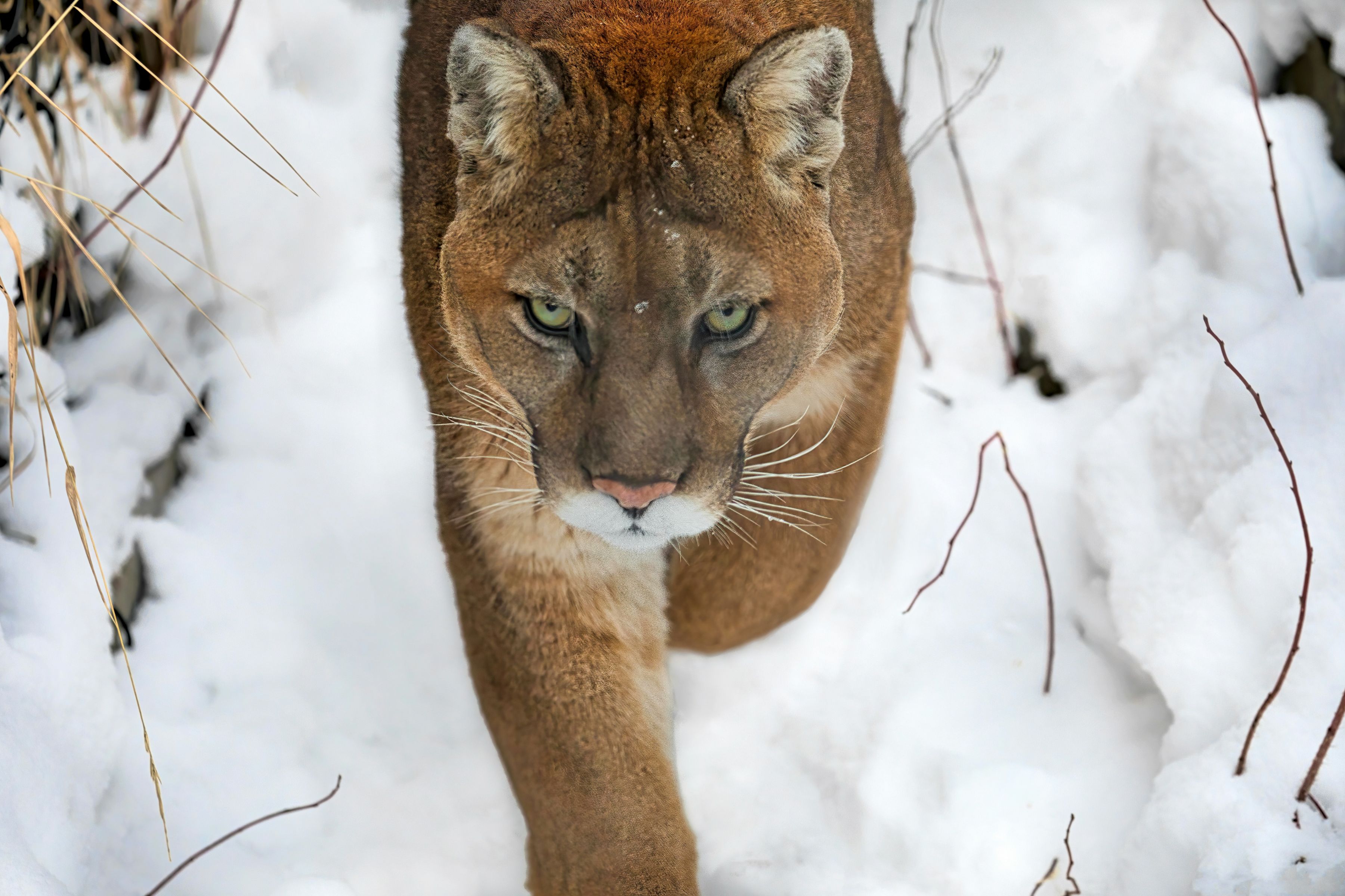 Cougar in the snow