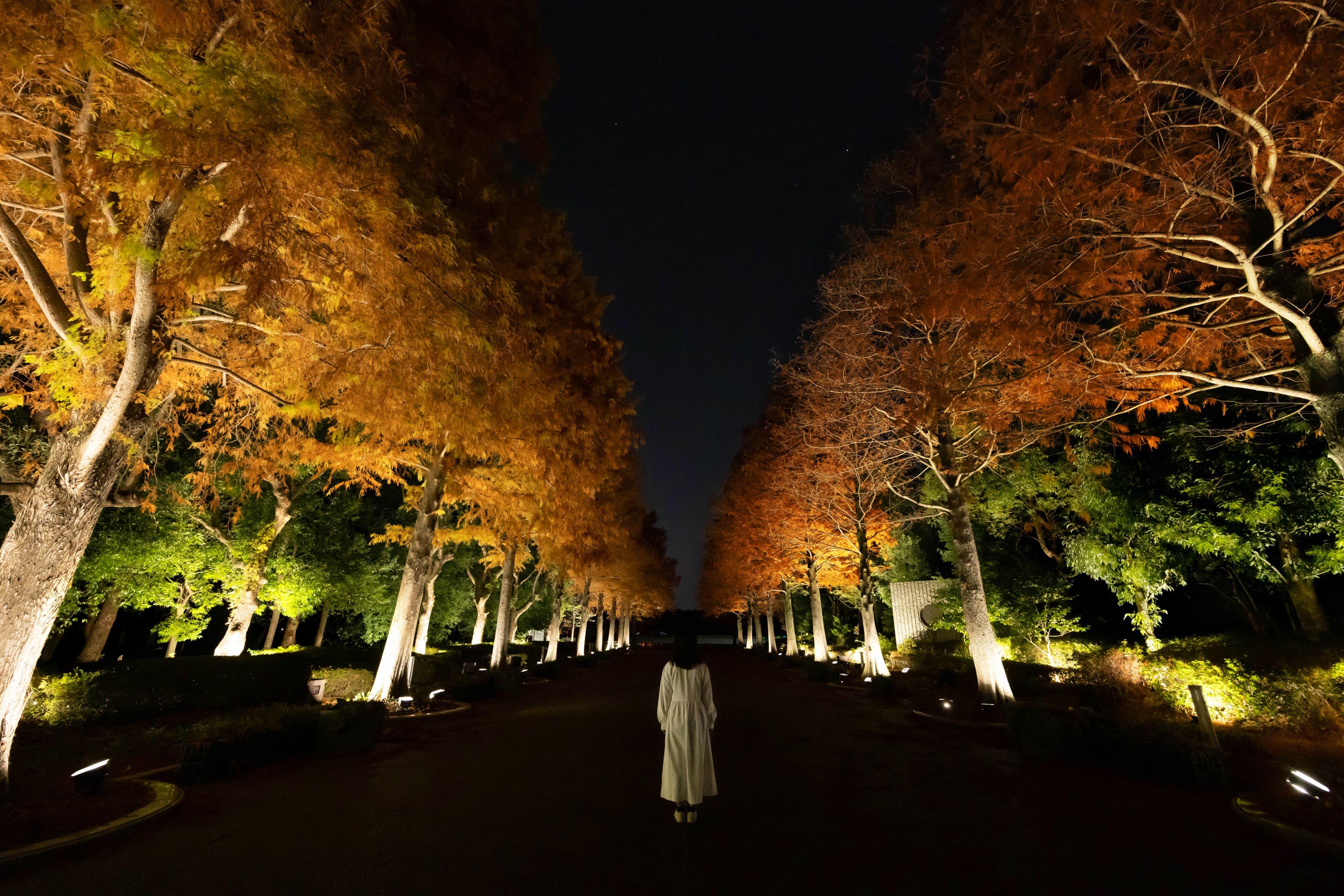 Life is Continuous Light - Bald Cypress, Autumn