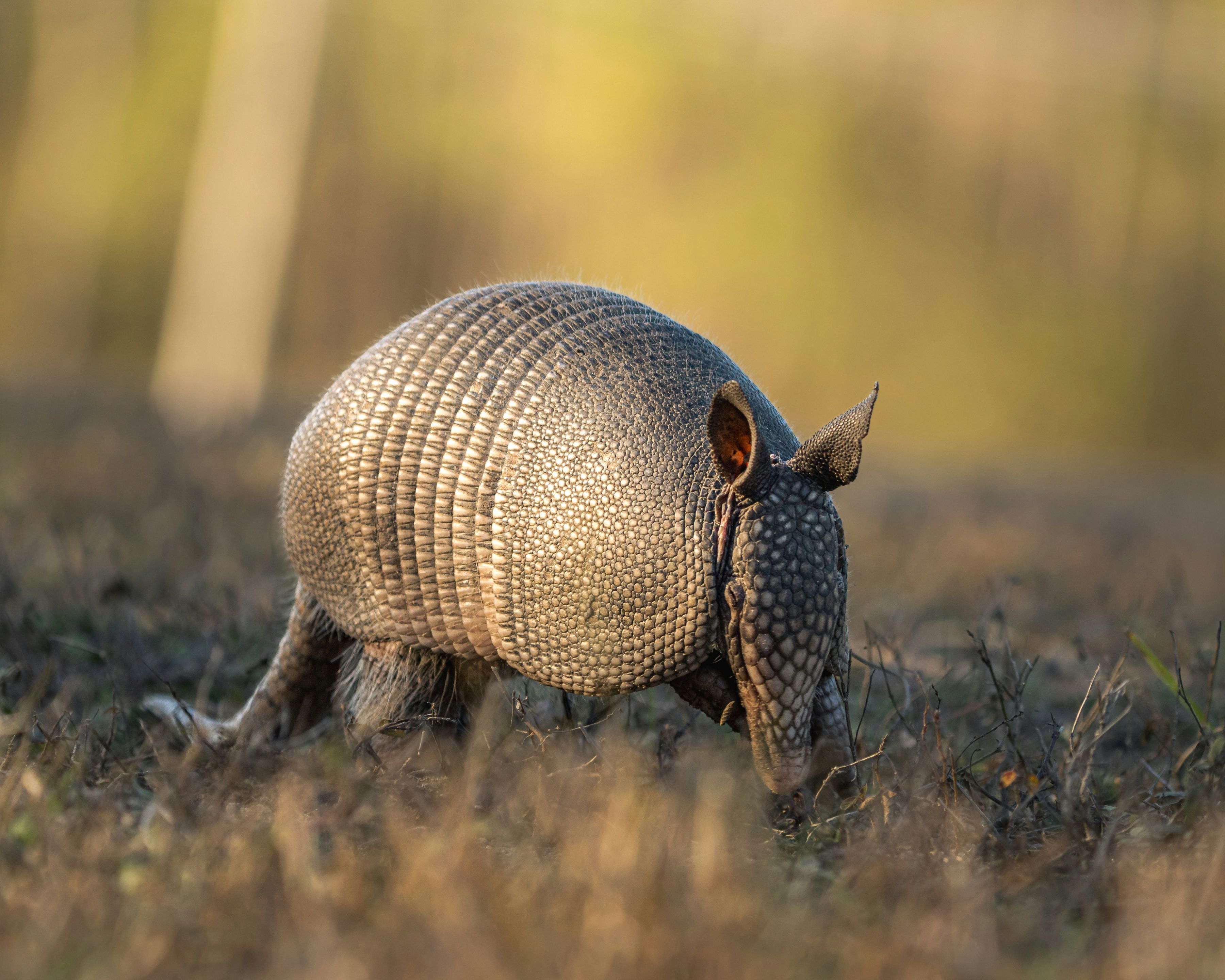 Armadillo shell pattern inspiring architecture and design
