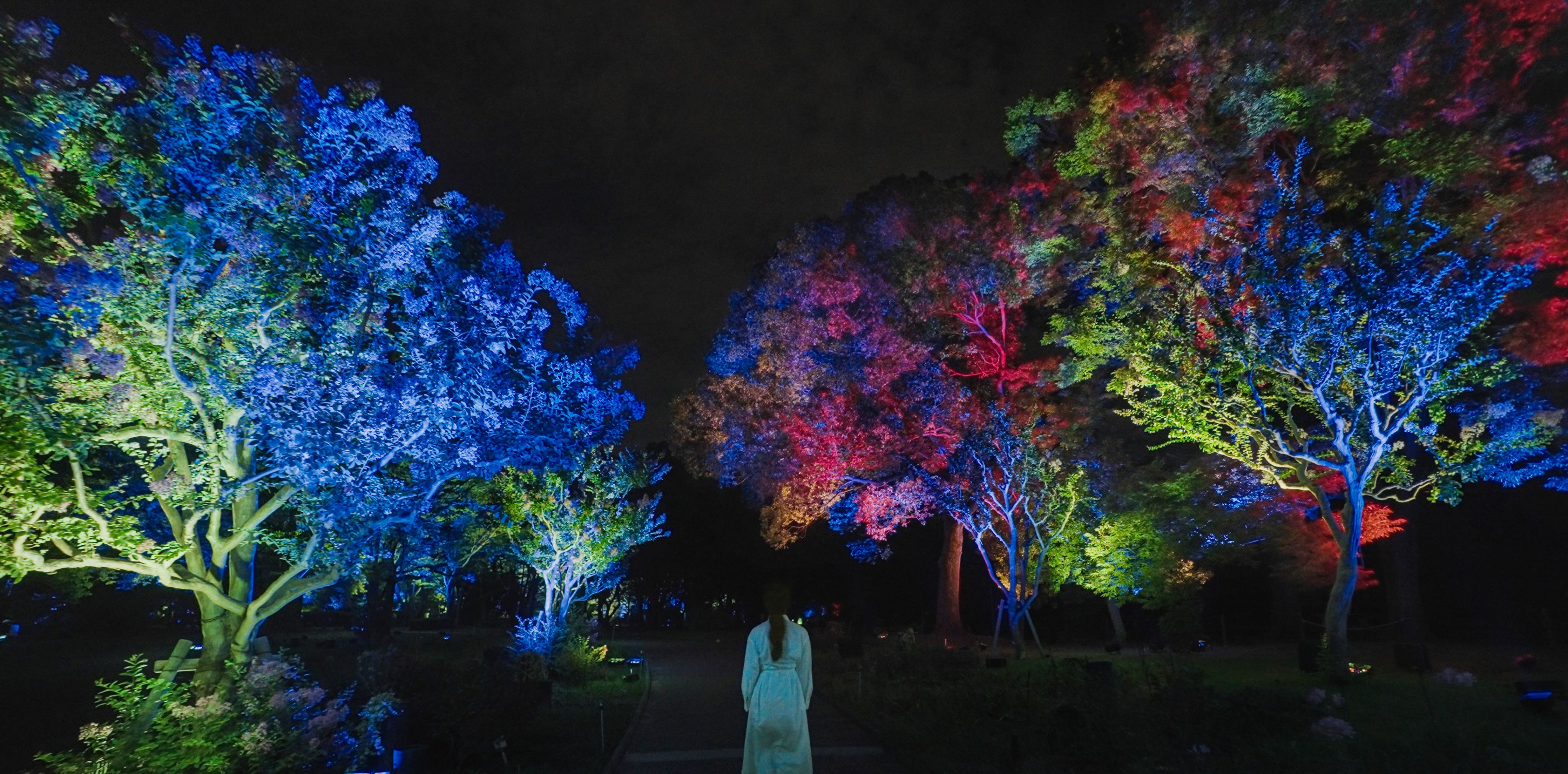 Resonating Trees - Crape Myrtles, Osaka Botanical Garden