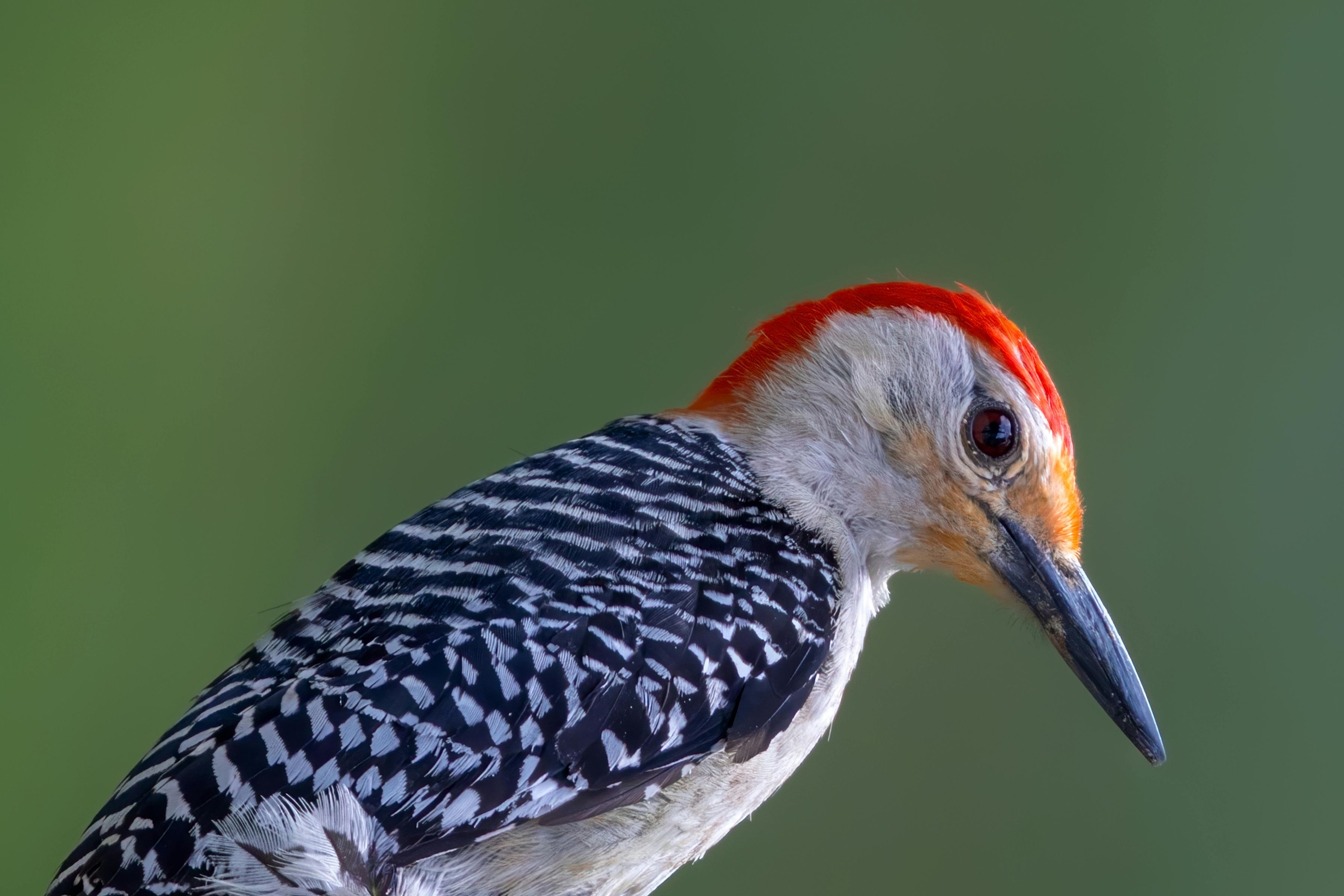 A Red-bellied Woodpecker