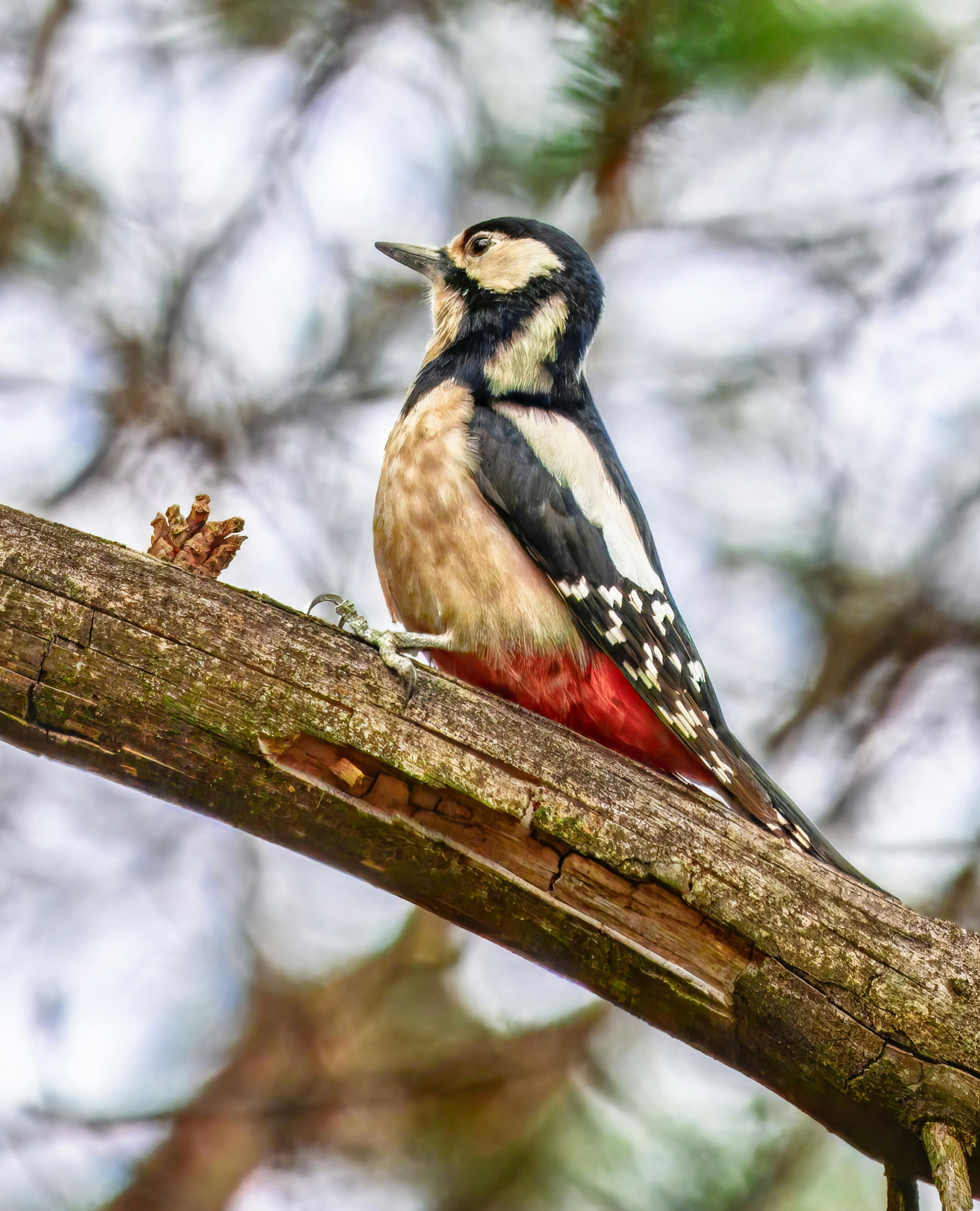 Spotted Woodpecker