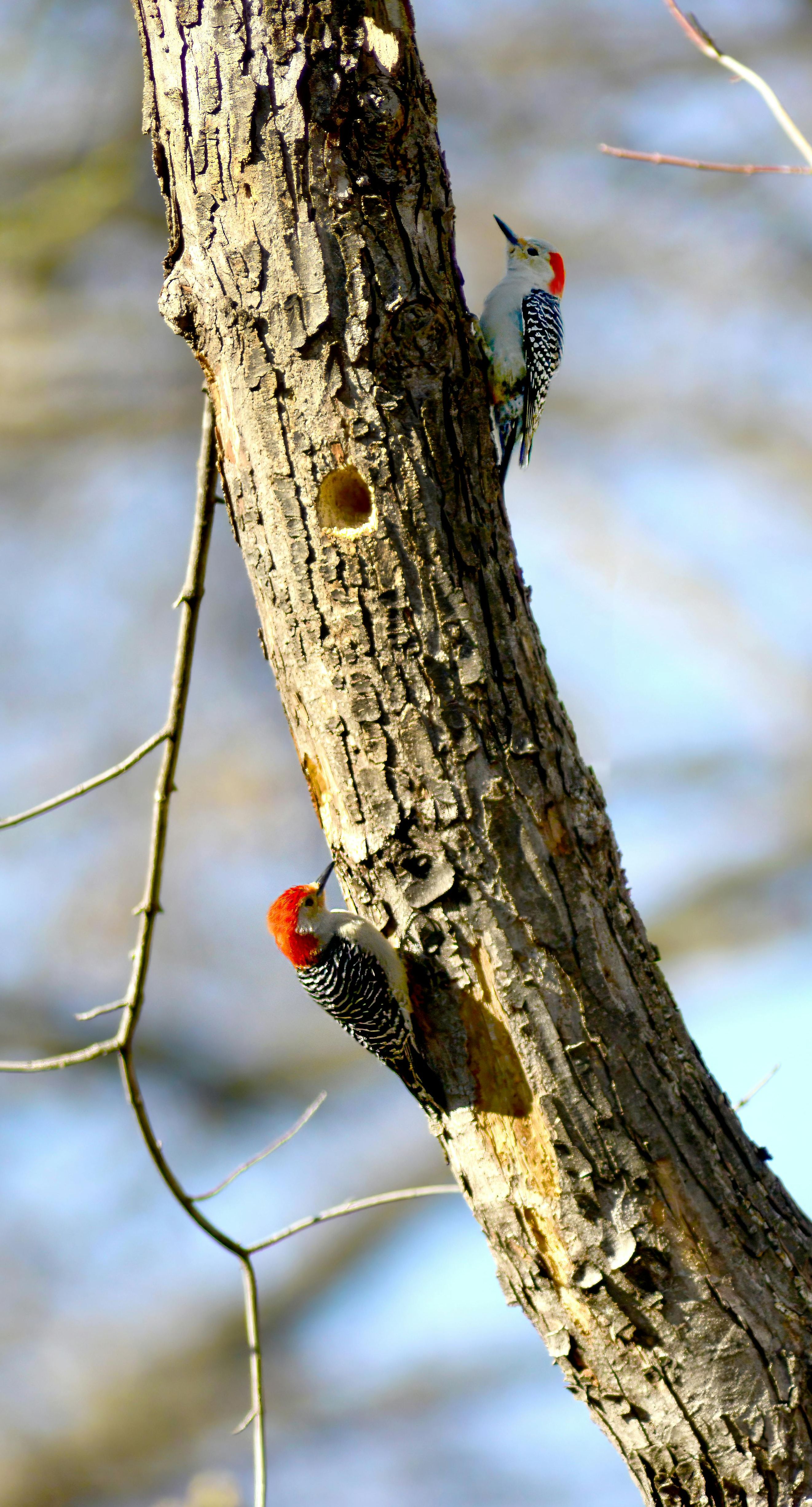 Two Red-bellied Woodpeckers