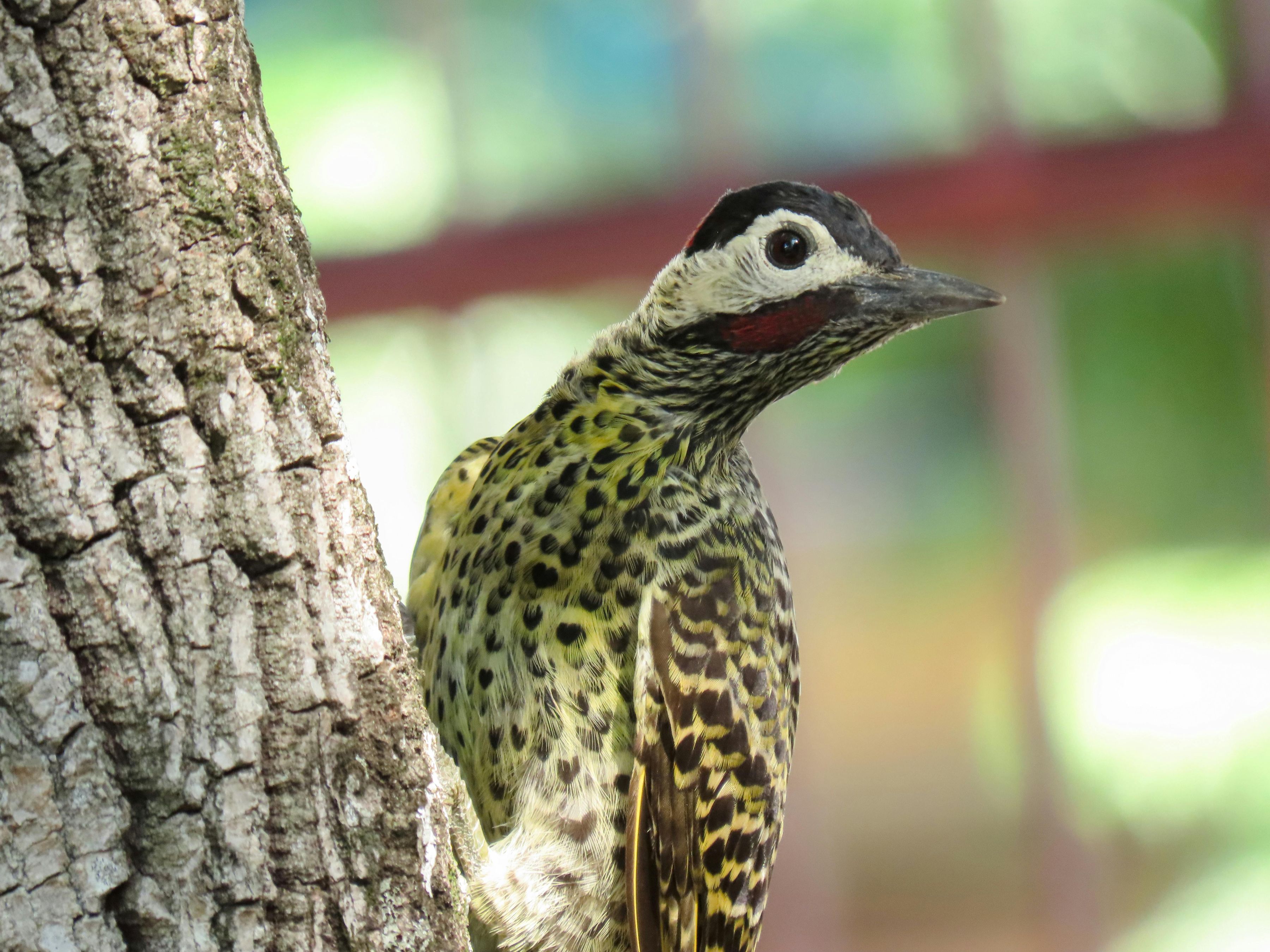 Vibrant Green-barred Woodpecker in the Brazilian Forest
