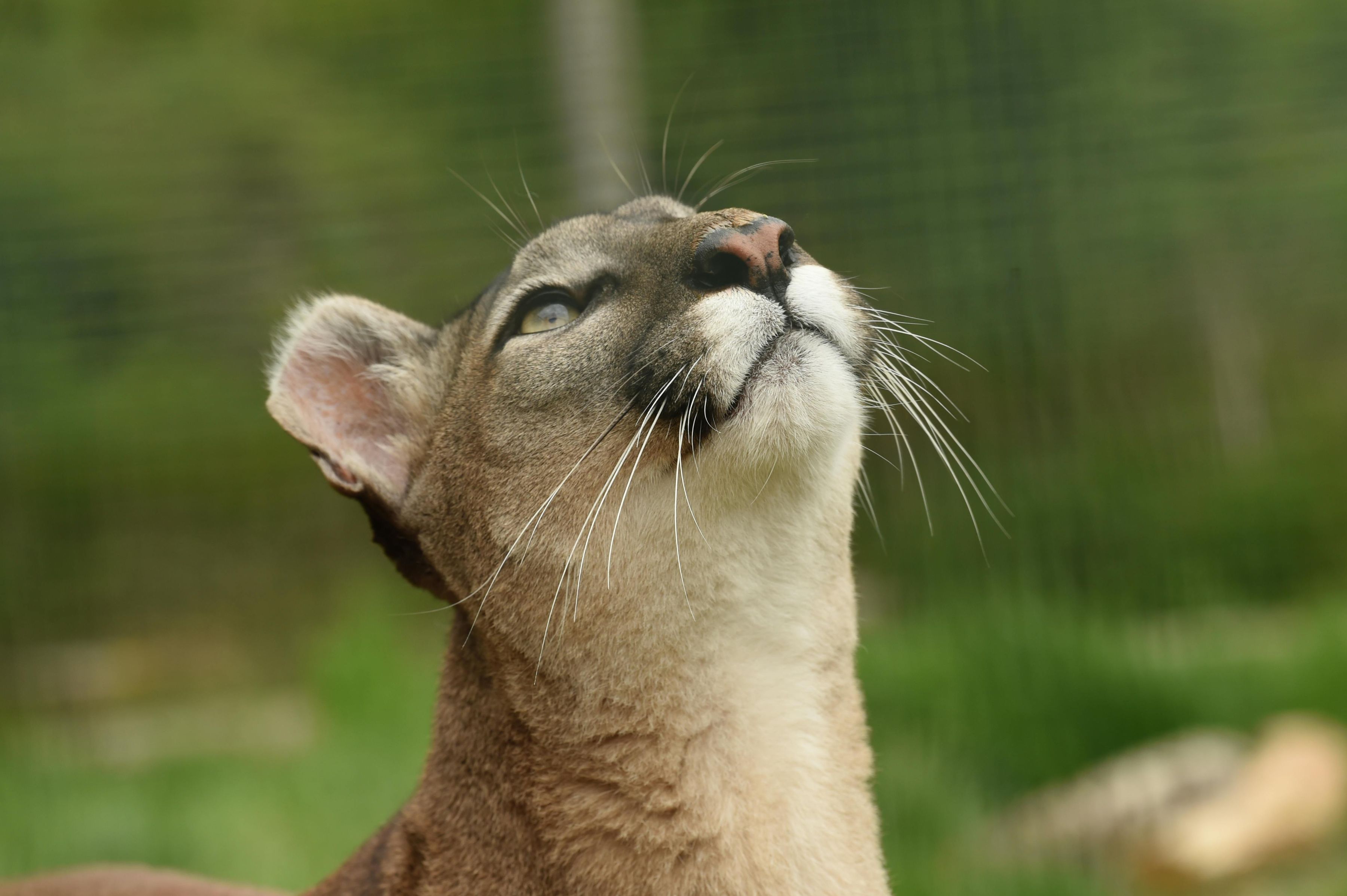 Cougar