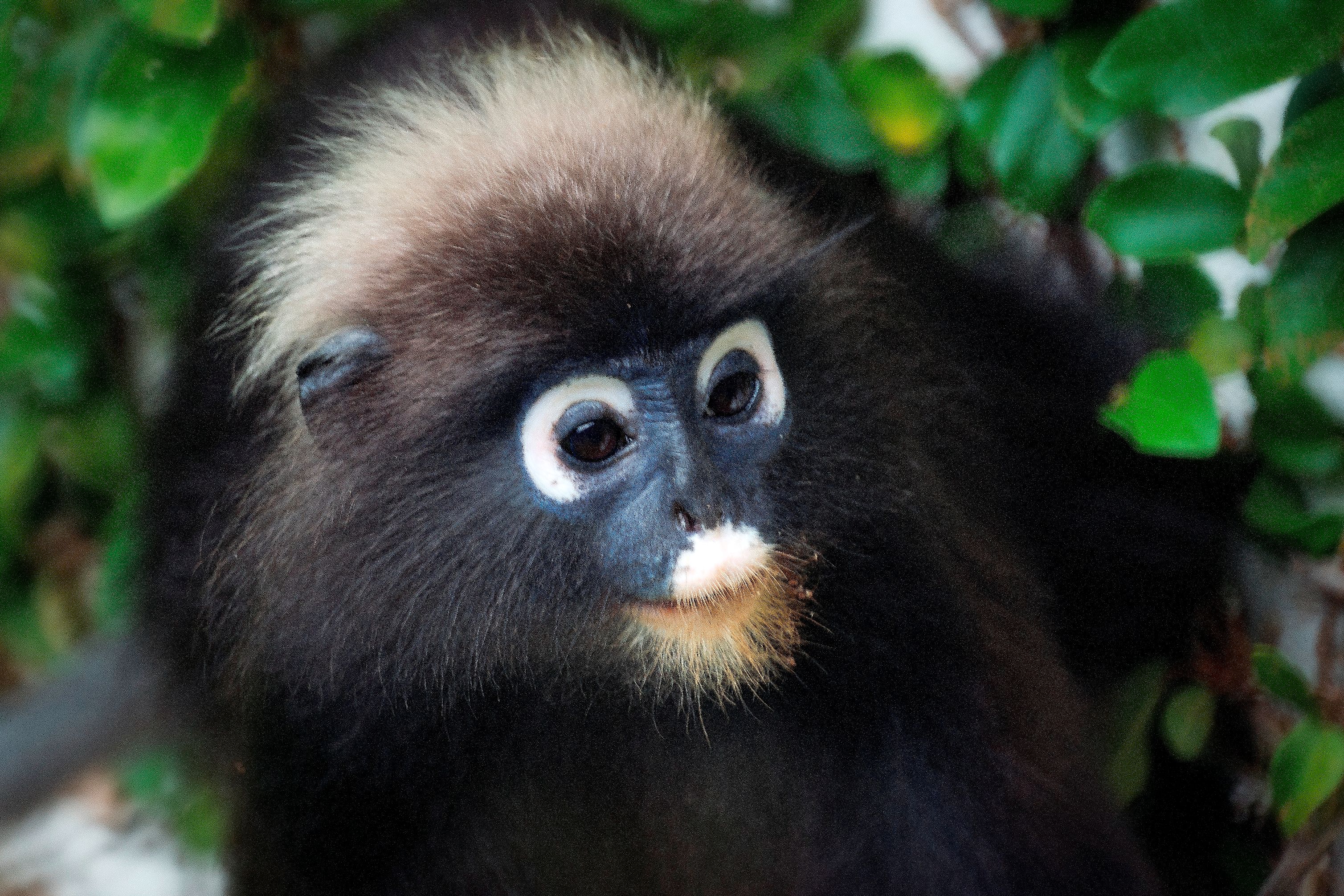 The Datai Langkawi - Dusky Langur