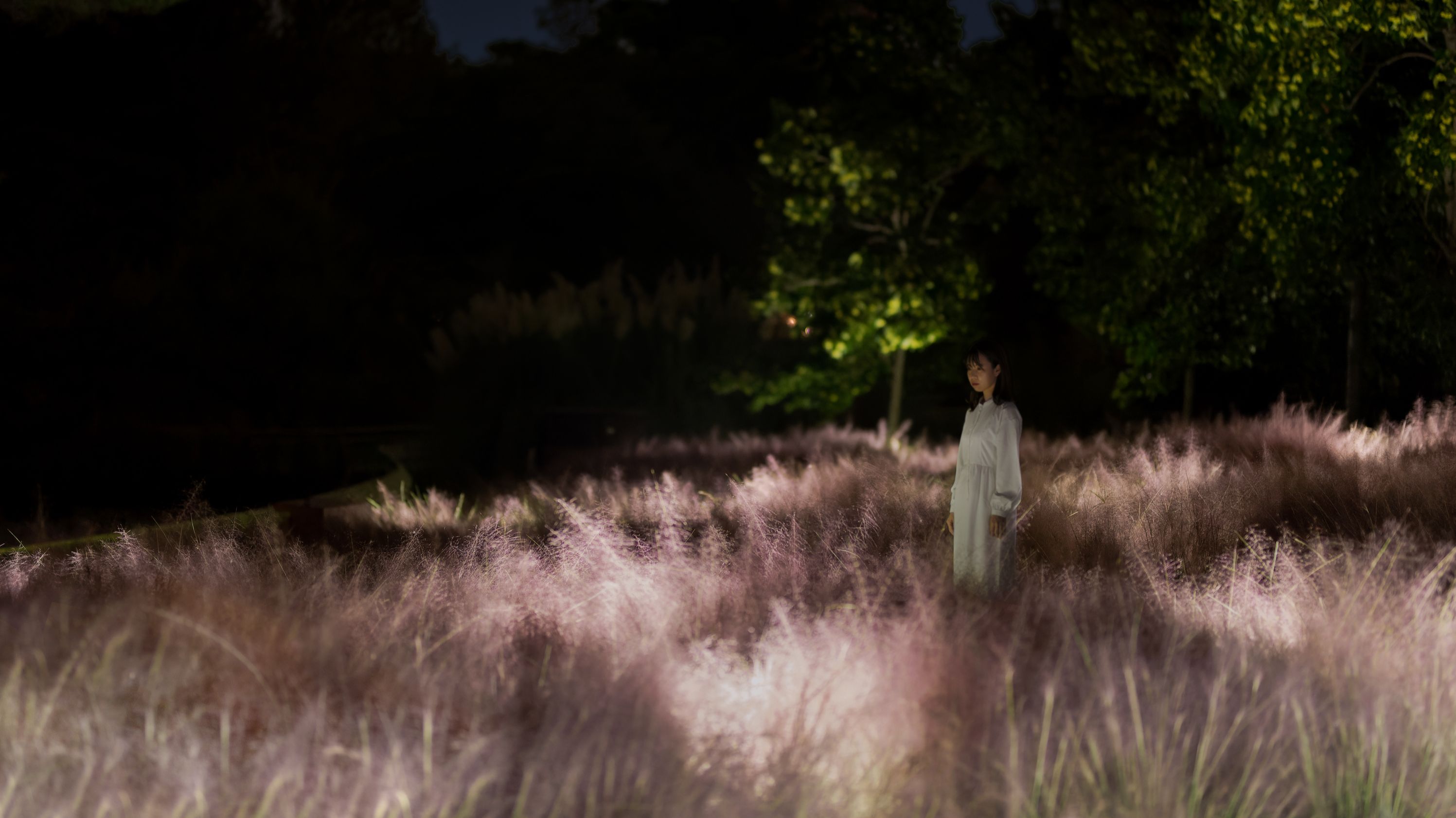 Field of Light Color - Muhlenbergia Capillaris