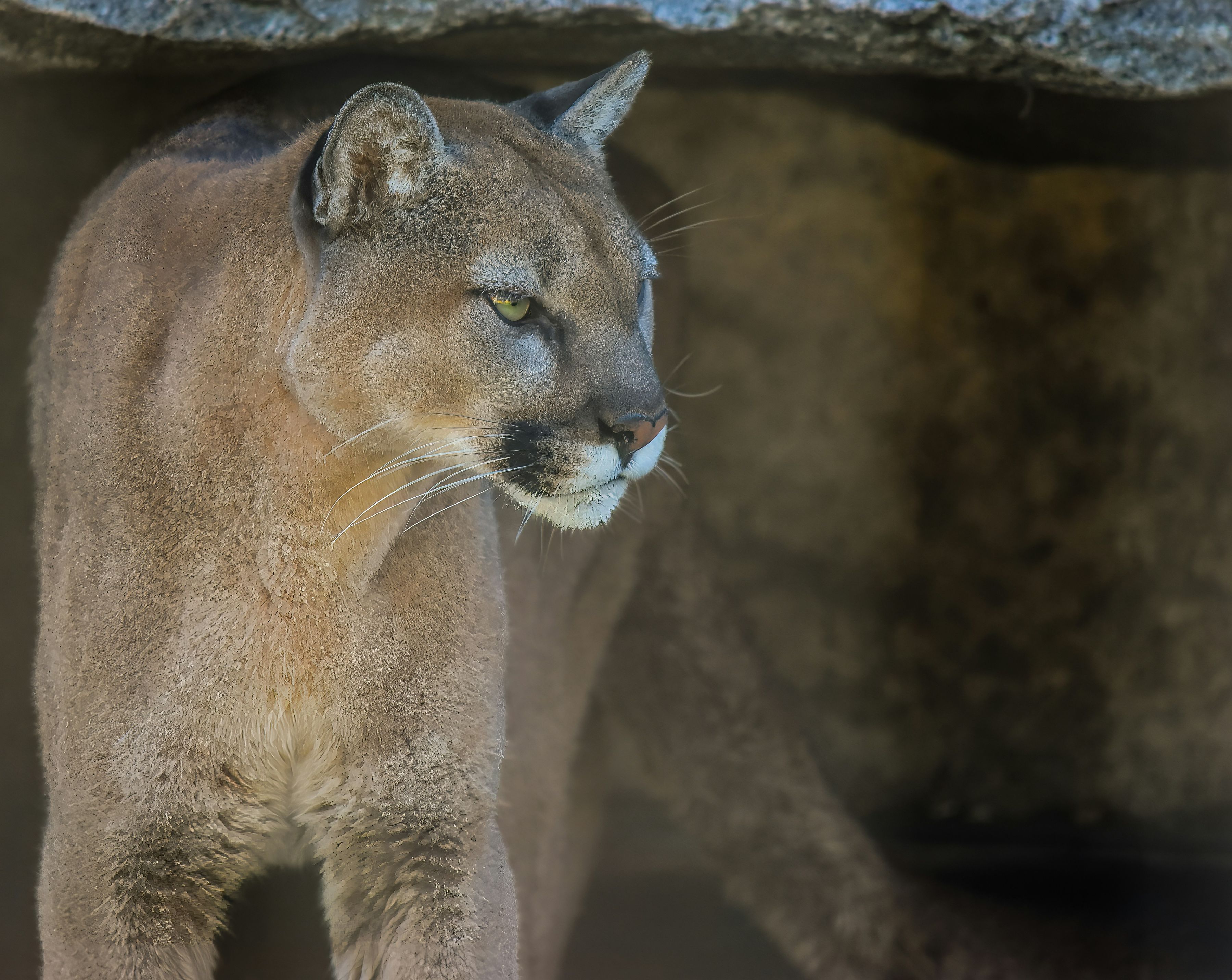 Cougar