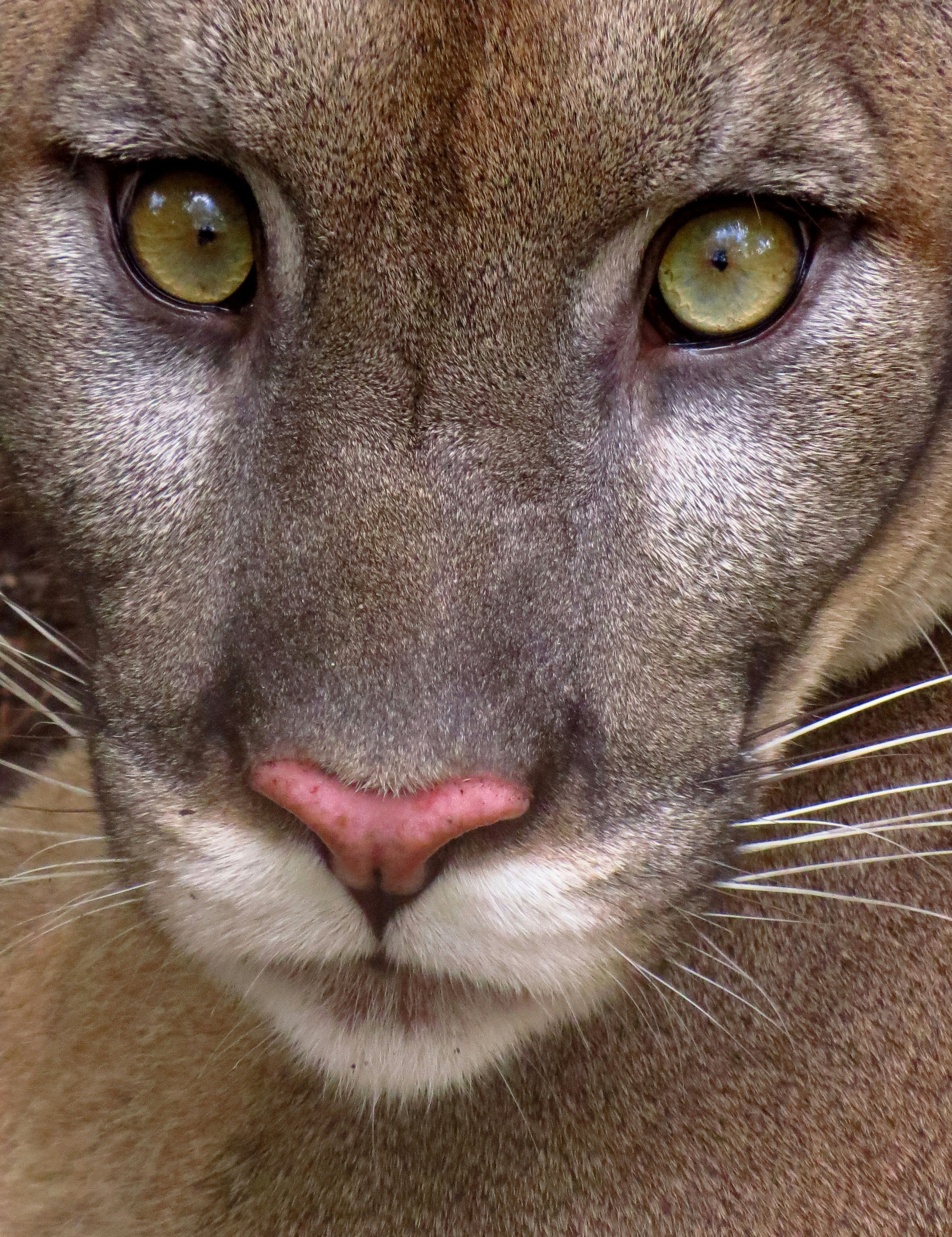 Cougar