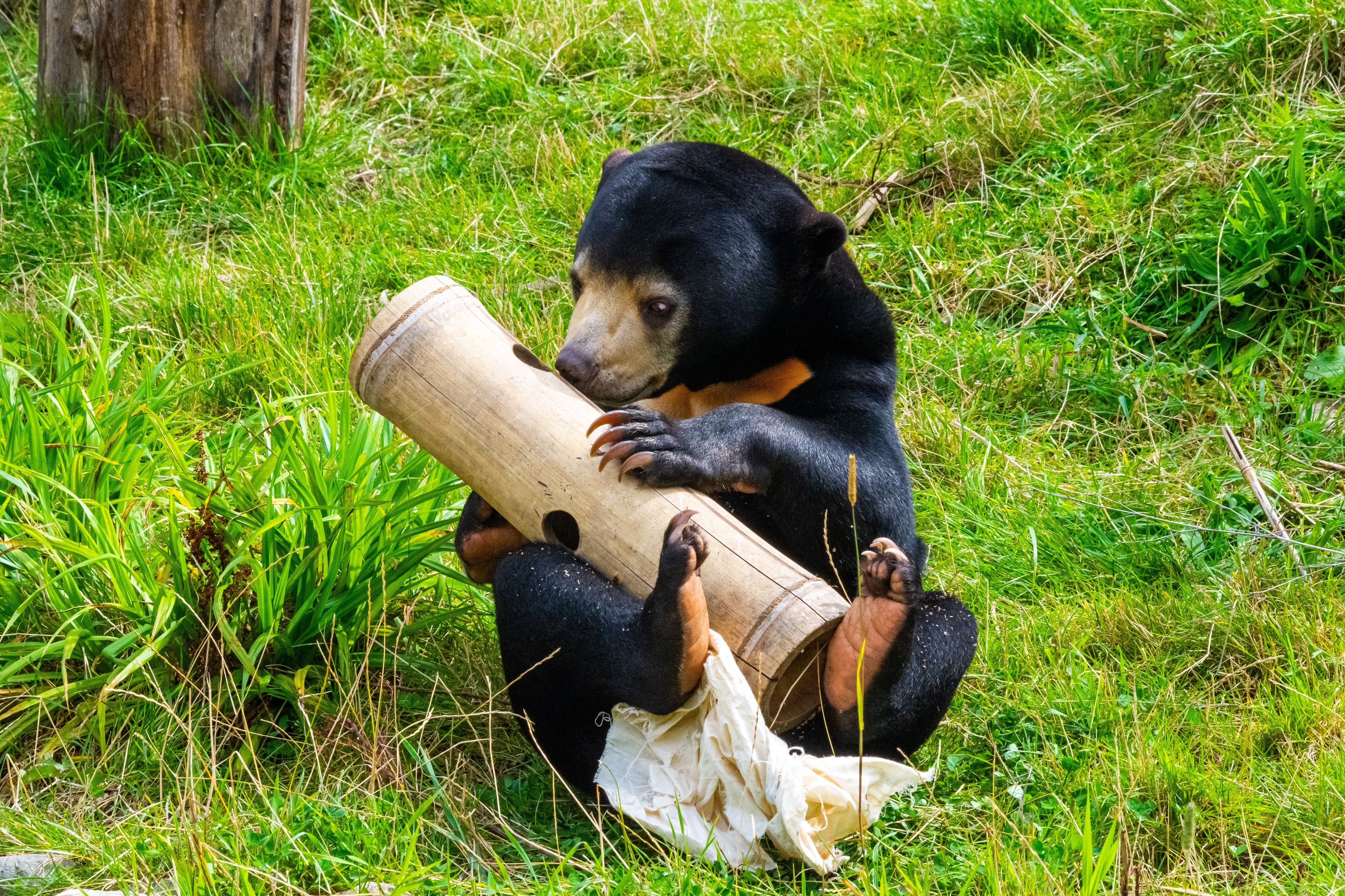 The Sun Bear