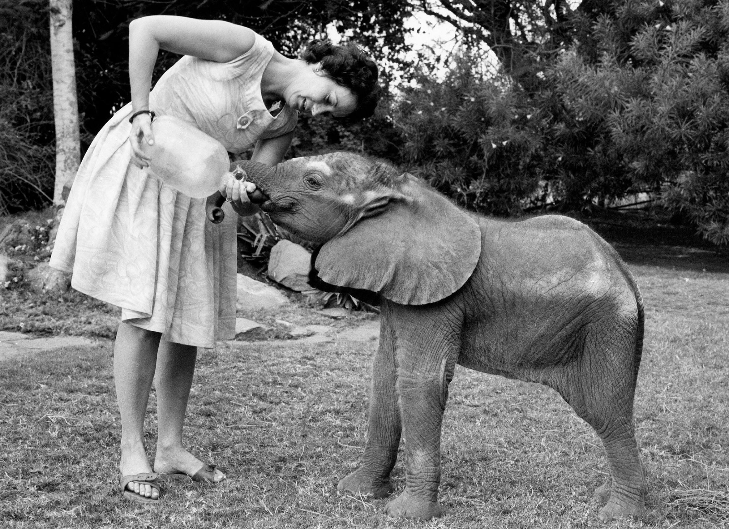 Daphne Sheldrick. Founder of the Sheldrick Wildlife Trust