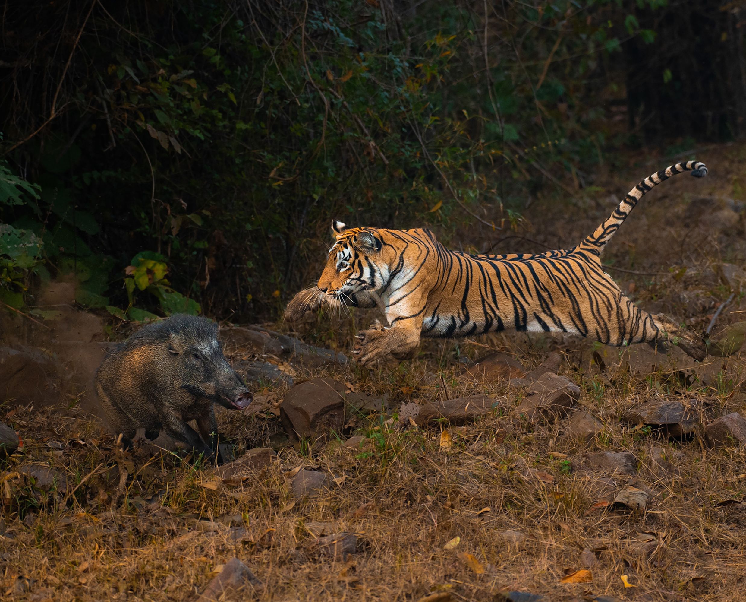The Final Act by Anirudh Laxmipathy - Special Mention, Animal Behaviour. Kuwani, the legendary tigress of Kolsa, still reigns at 14. A wild boar strays too close, unaware of the danger nearby. In a flash, she launches forward, muscles tensed, claws unsheathed. The jungle falls silent as she makes her move. Location: Kolsa, Tadoba.