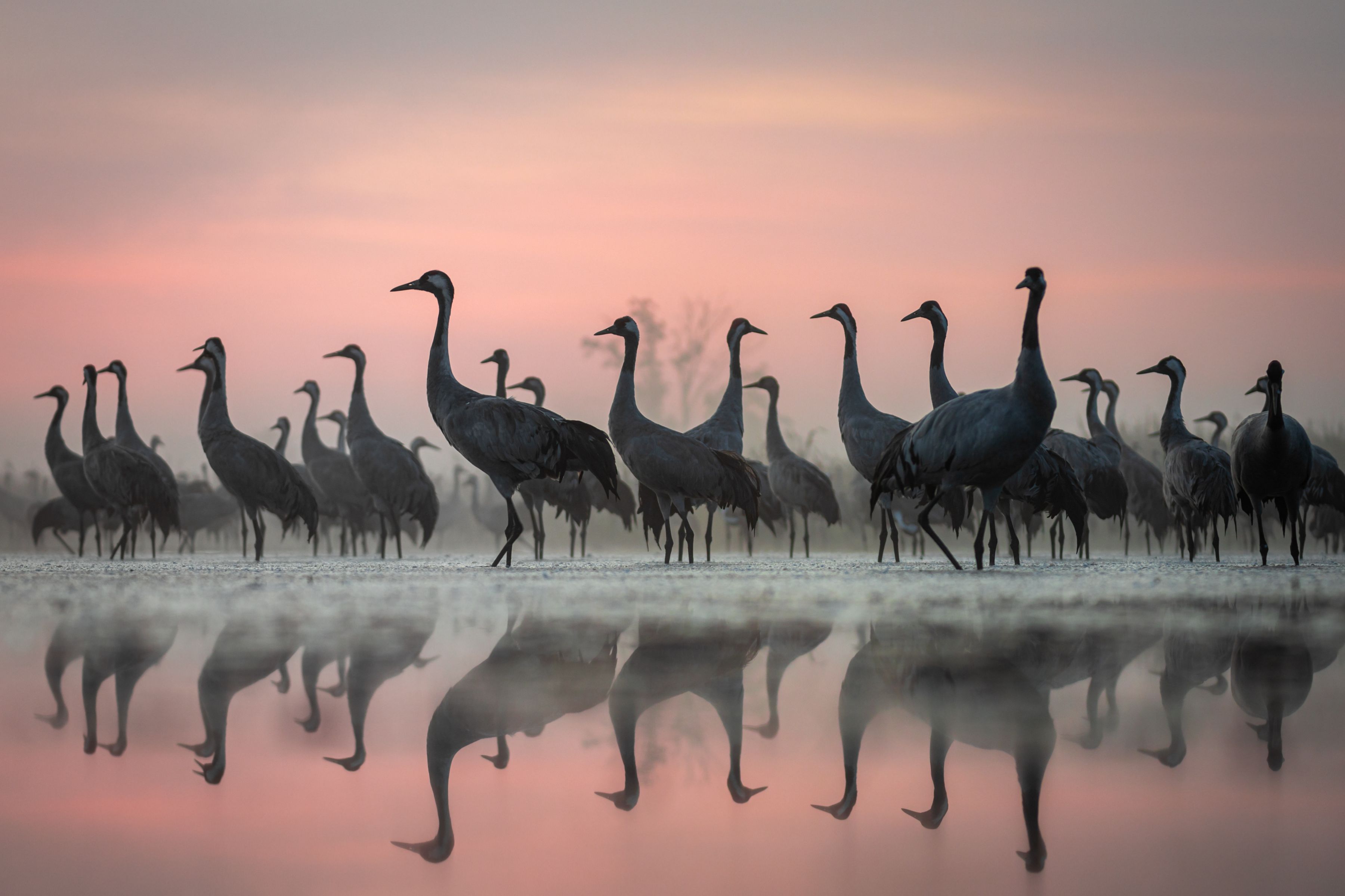Symmetry by Lukasz Gwizdziel - Special Mention, Animal Portraits