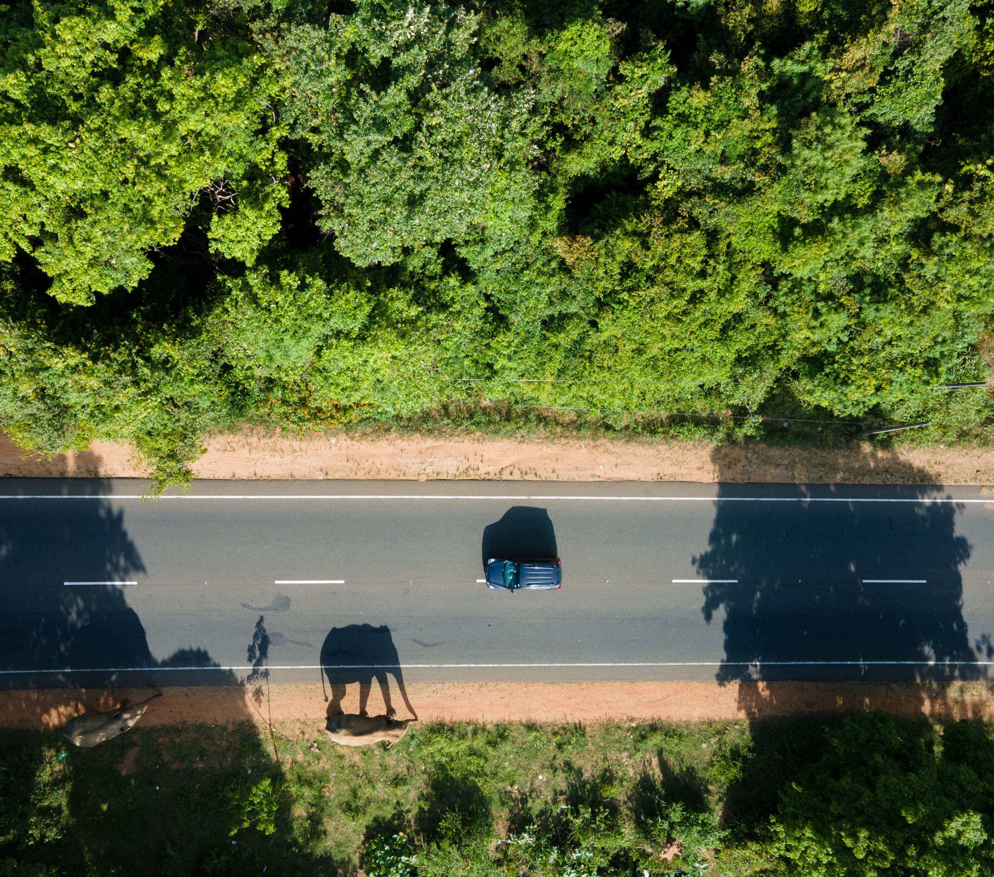 Trapped Between Worlds by Supun Dilshan - Winner, Photographer of the Year – Portfolio