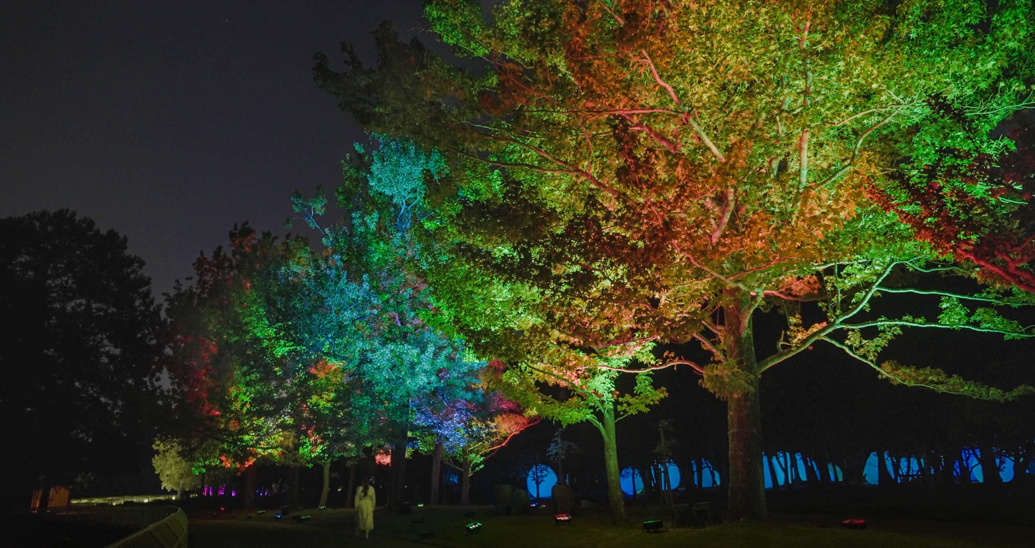 Resonating Trees - Formosan Gum Osaka Botanical Garden