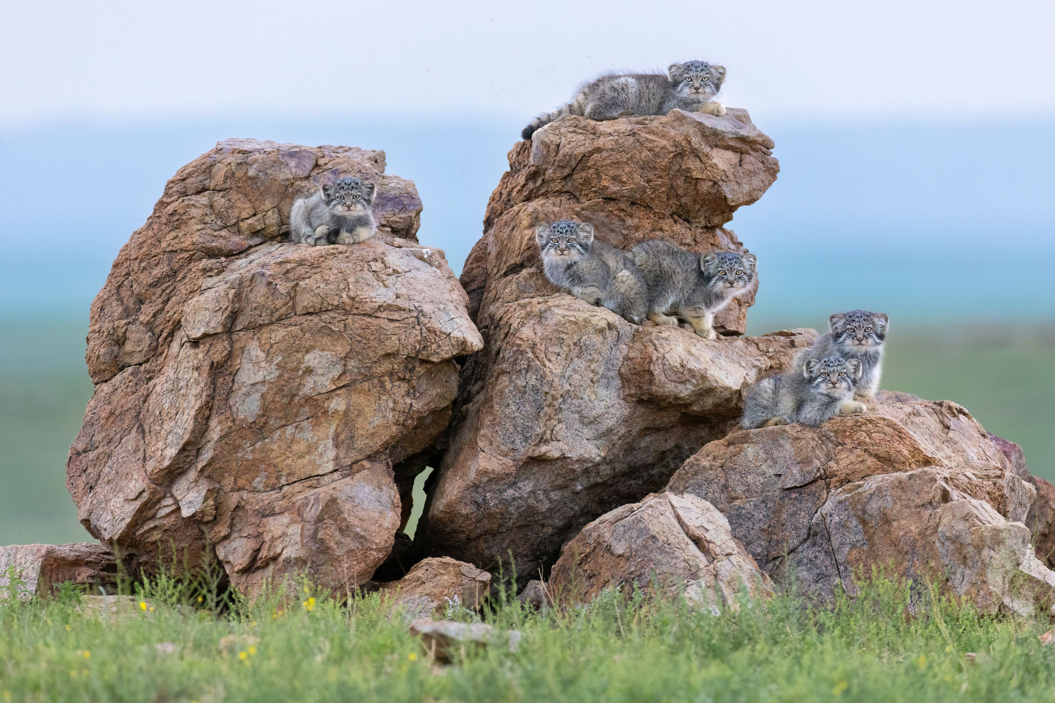 Kittens on a rock