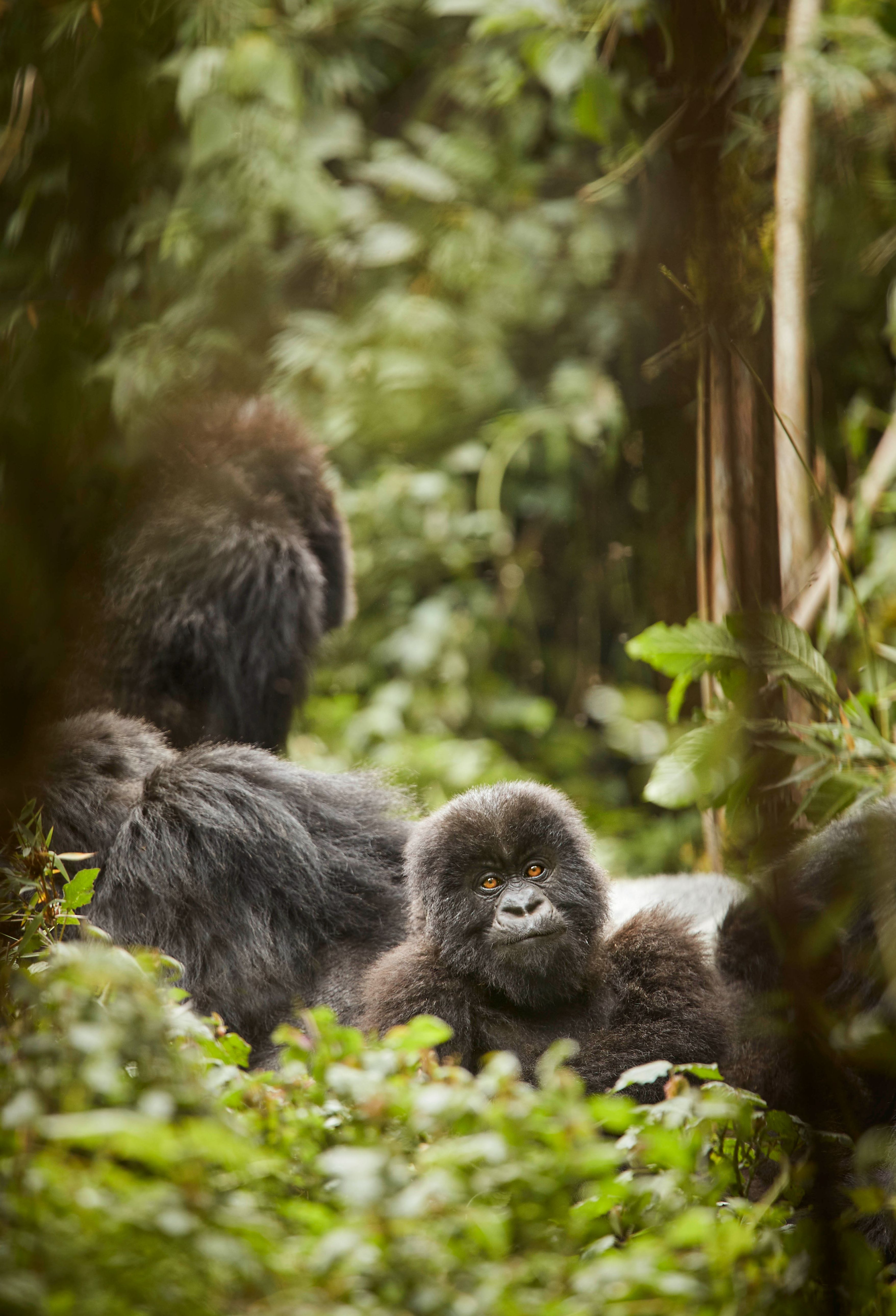 One&Only Gorilla's Nest – A baby gorilla, Flora & Fauna Trekking