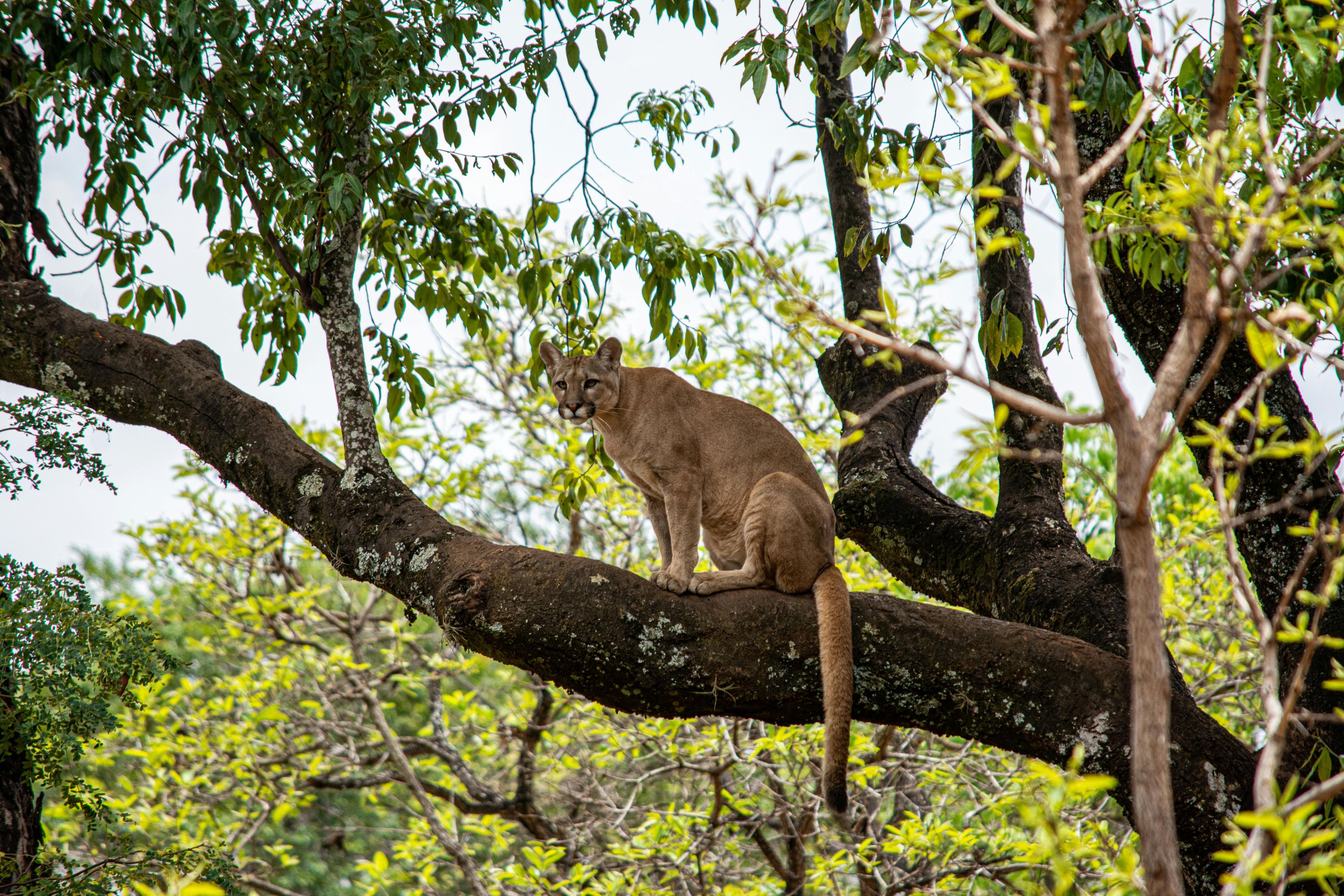 Cougar in the forest