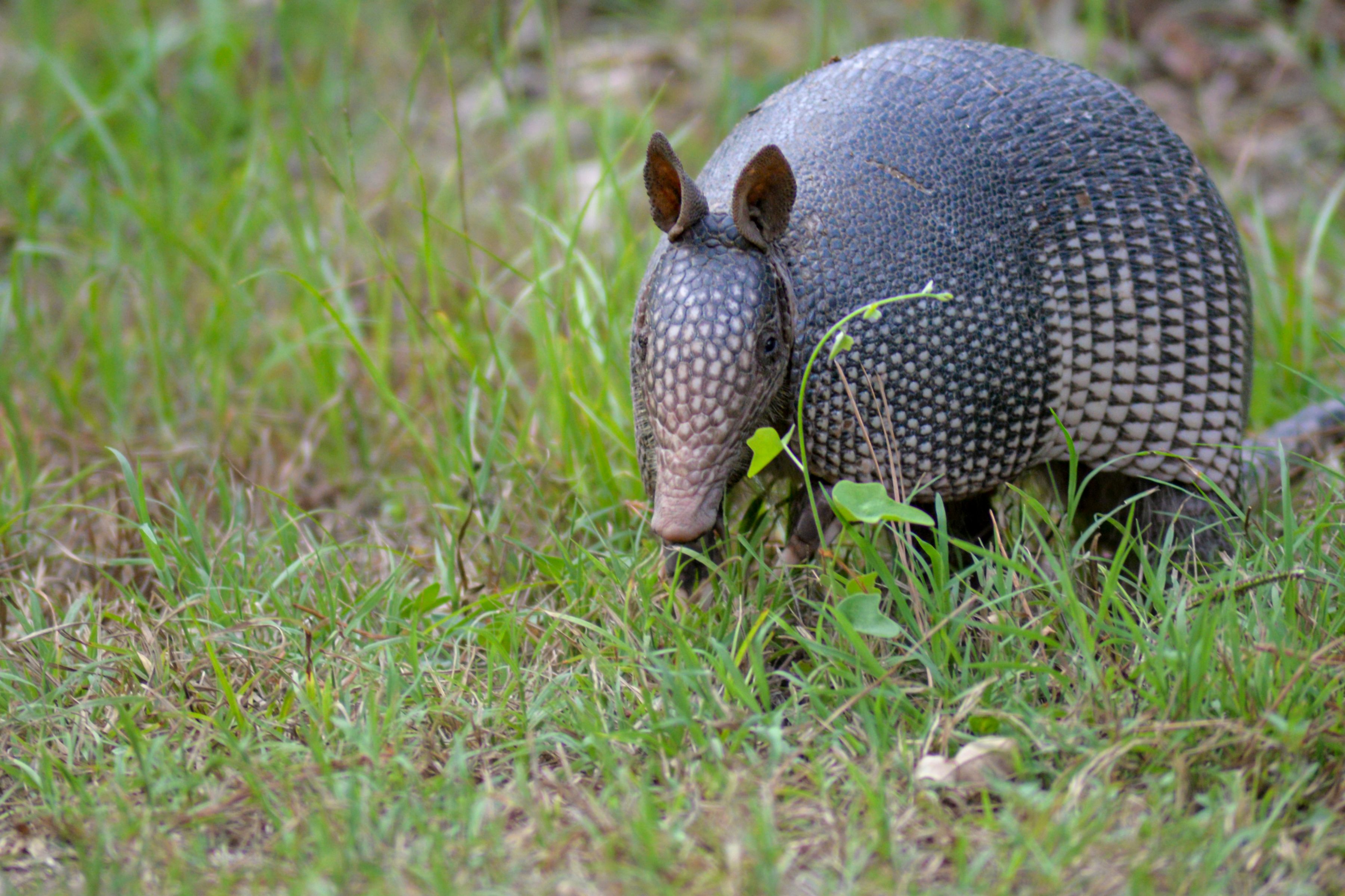 Armadillo shell pattern inspiring architecture and design