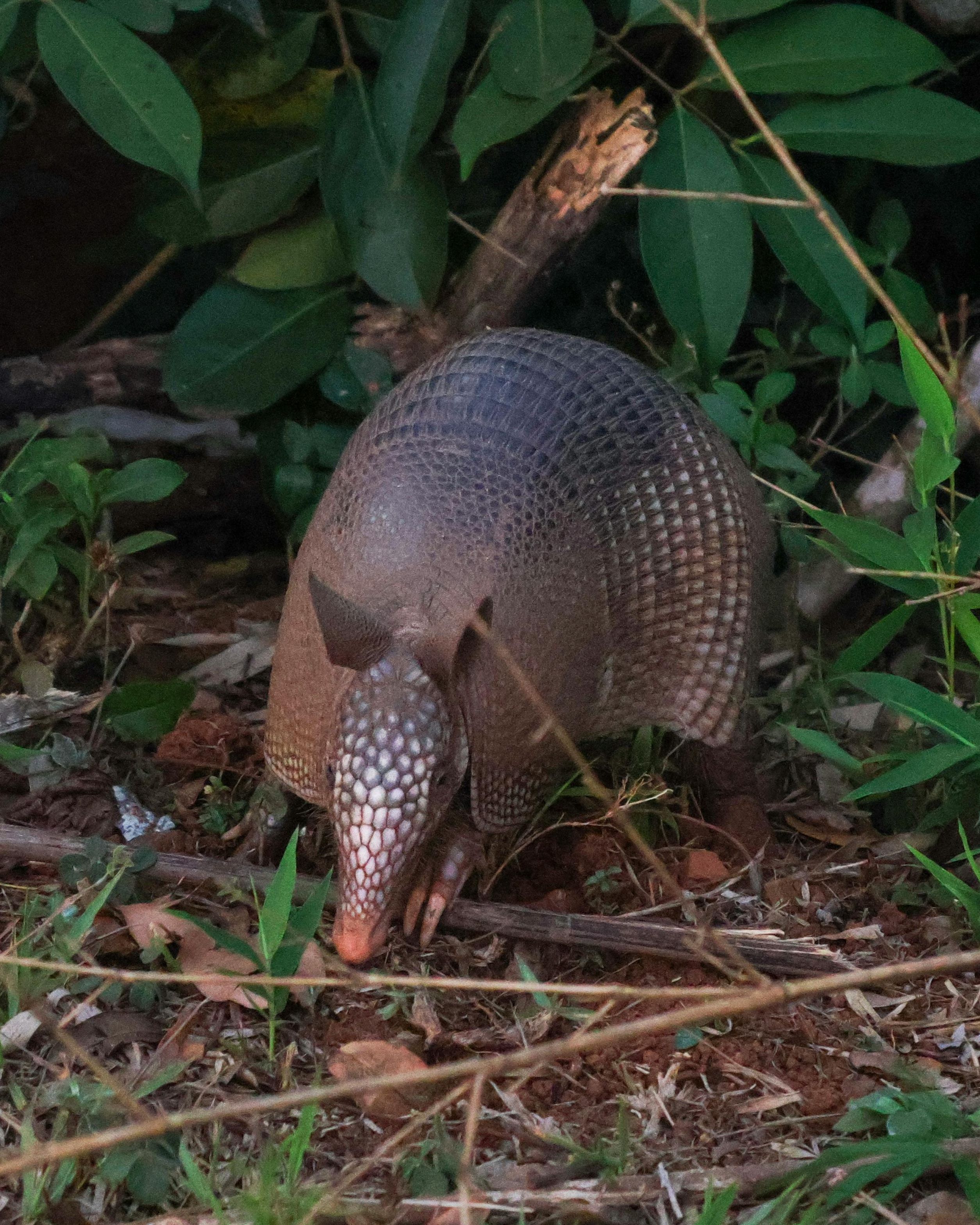 Nature-inspired modular design from armadillo shell