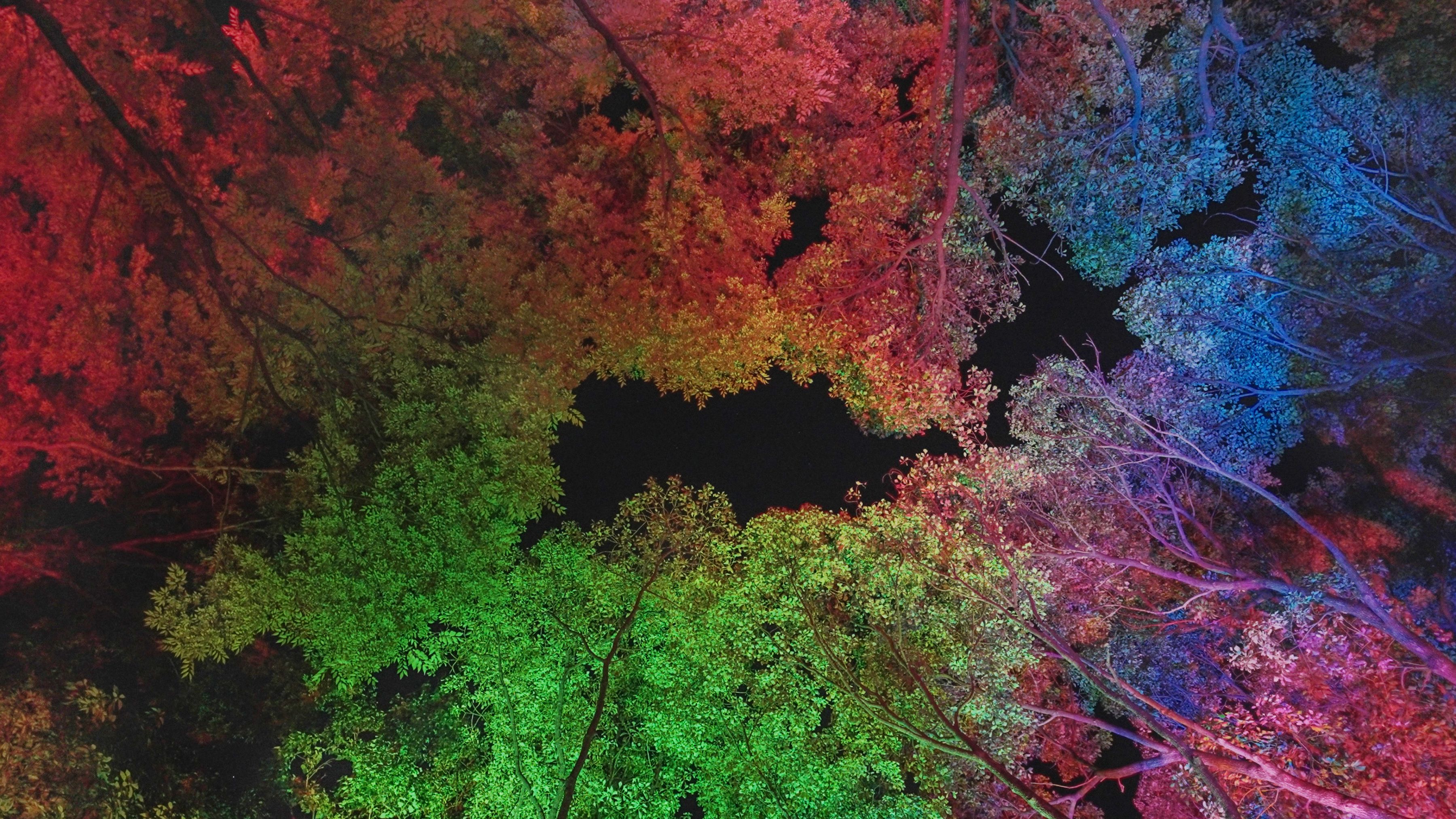Resonating Trees - Camphor tree and Zelkova Osaka Botanical Garden