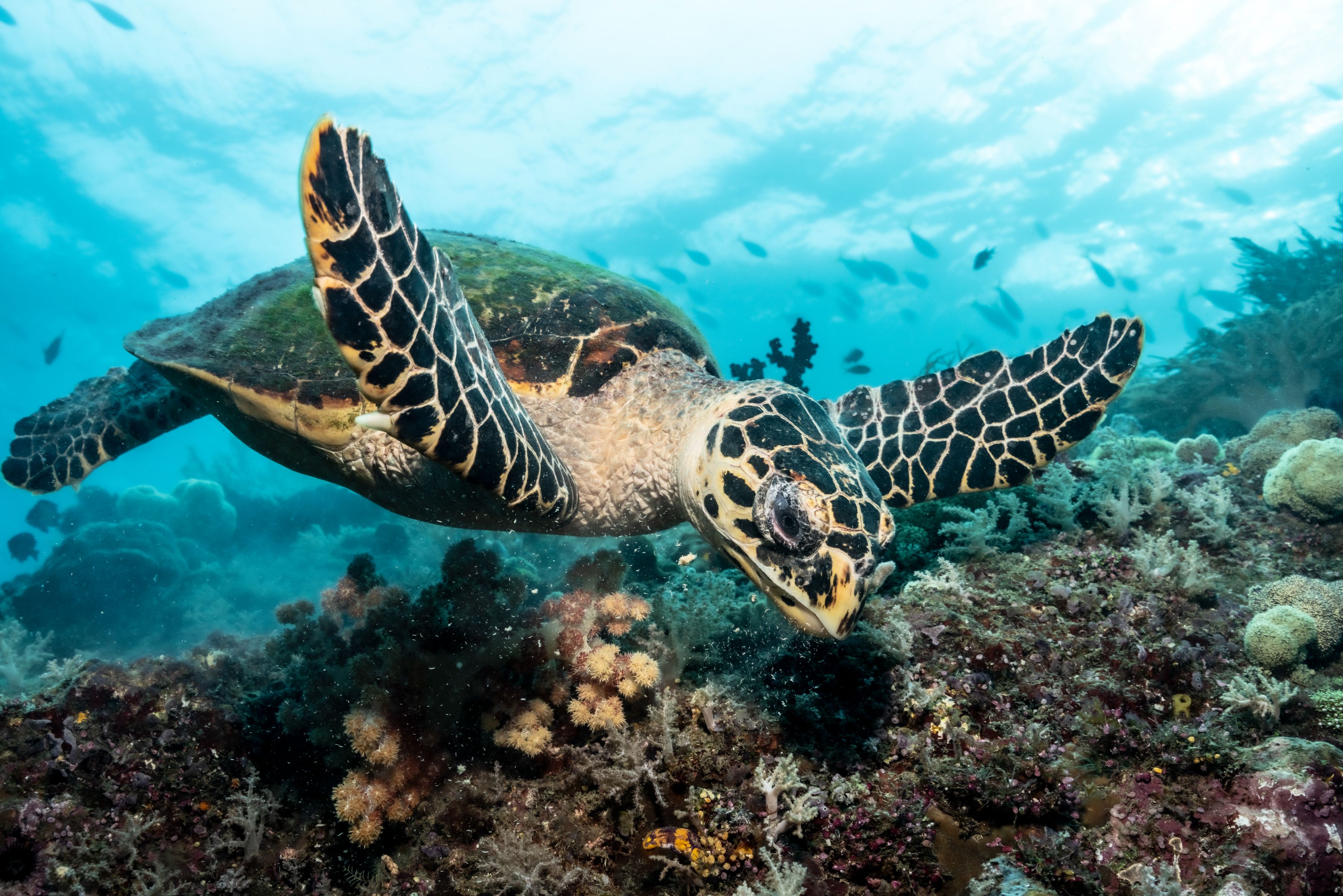 Blue Marine Foundation