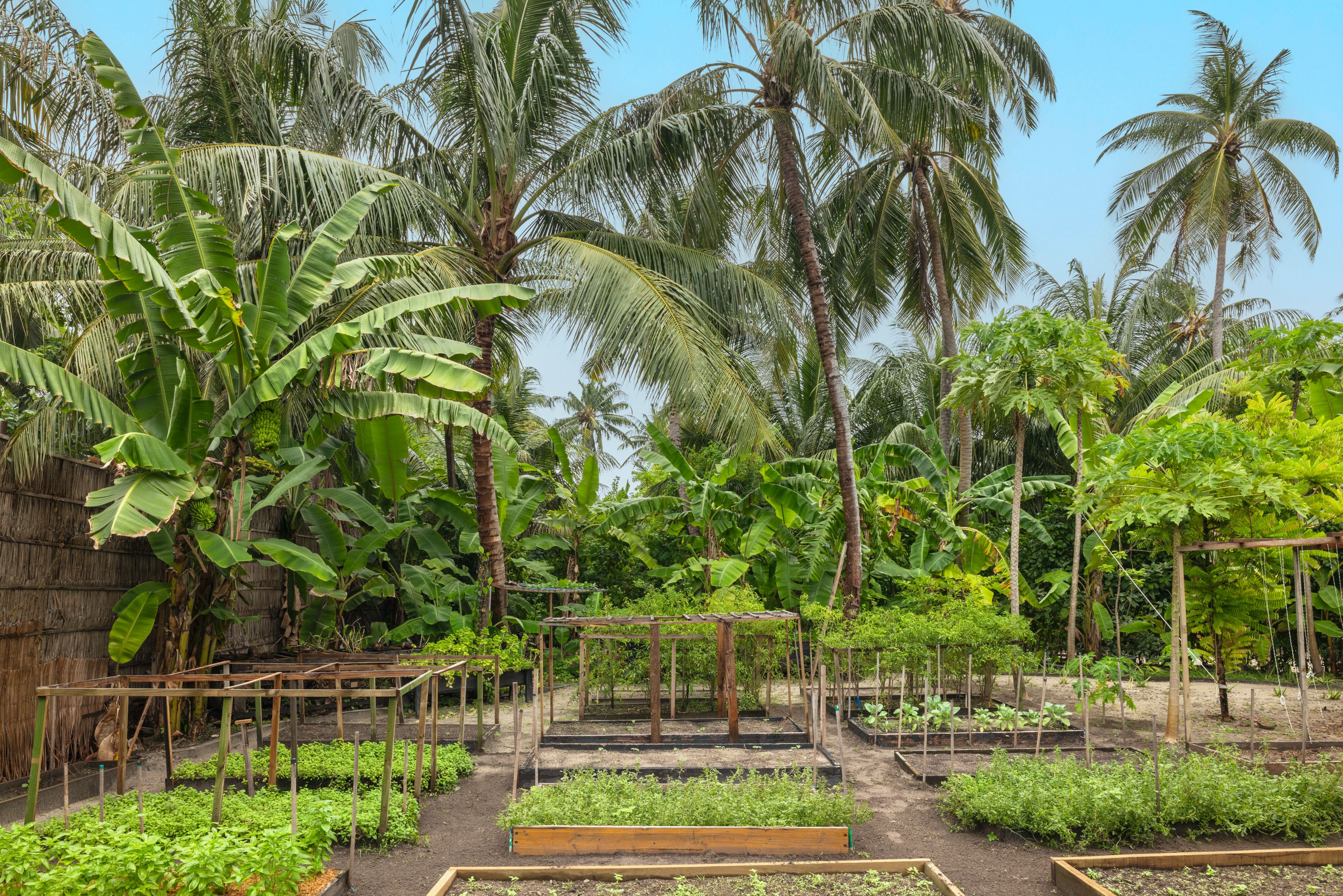 The Halcyon Private Isles Maldives, Autograph Collection - Organic Garden