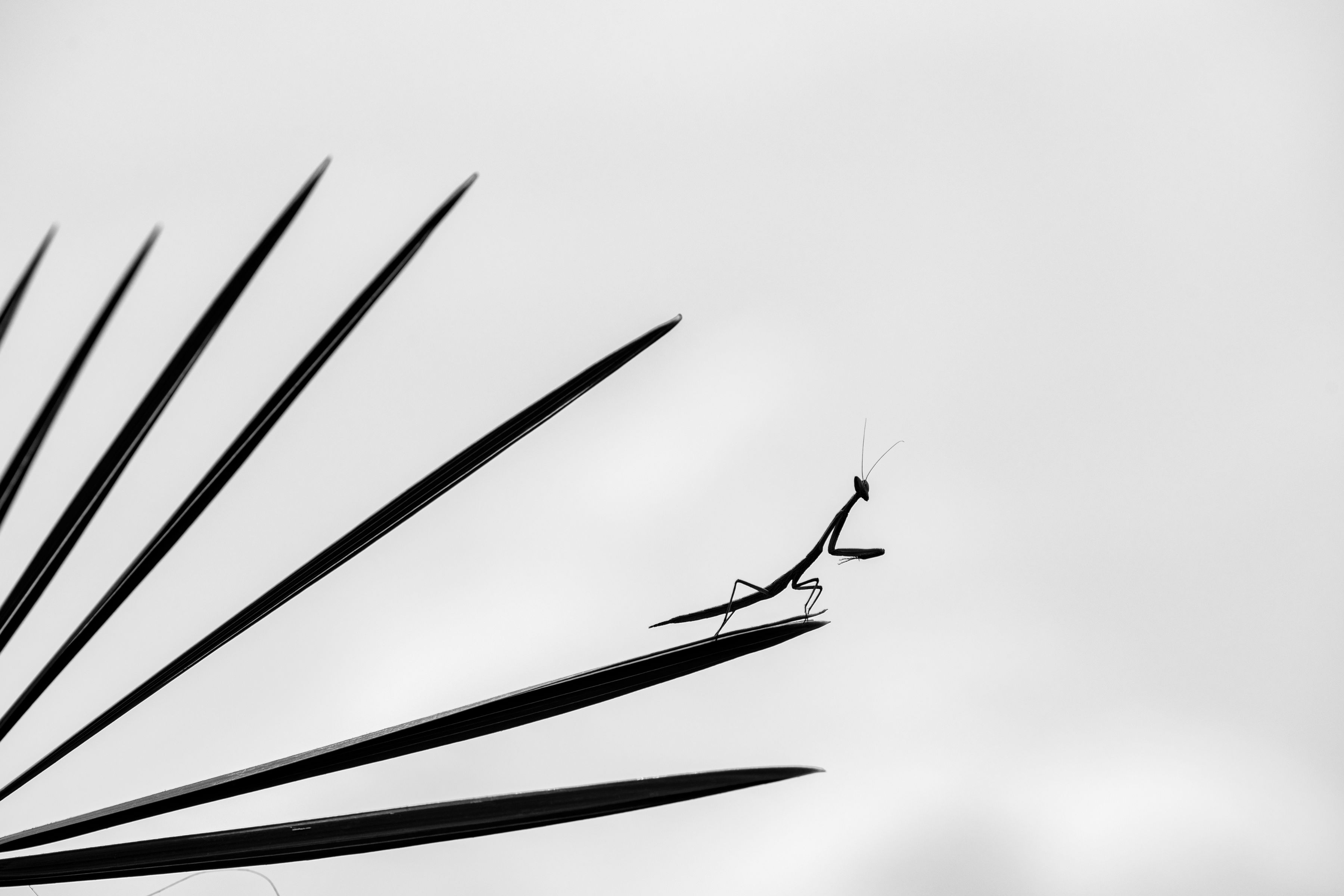 Life in B&W by Satish H - Special Mention, Animal Portraits
