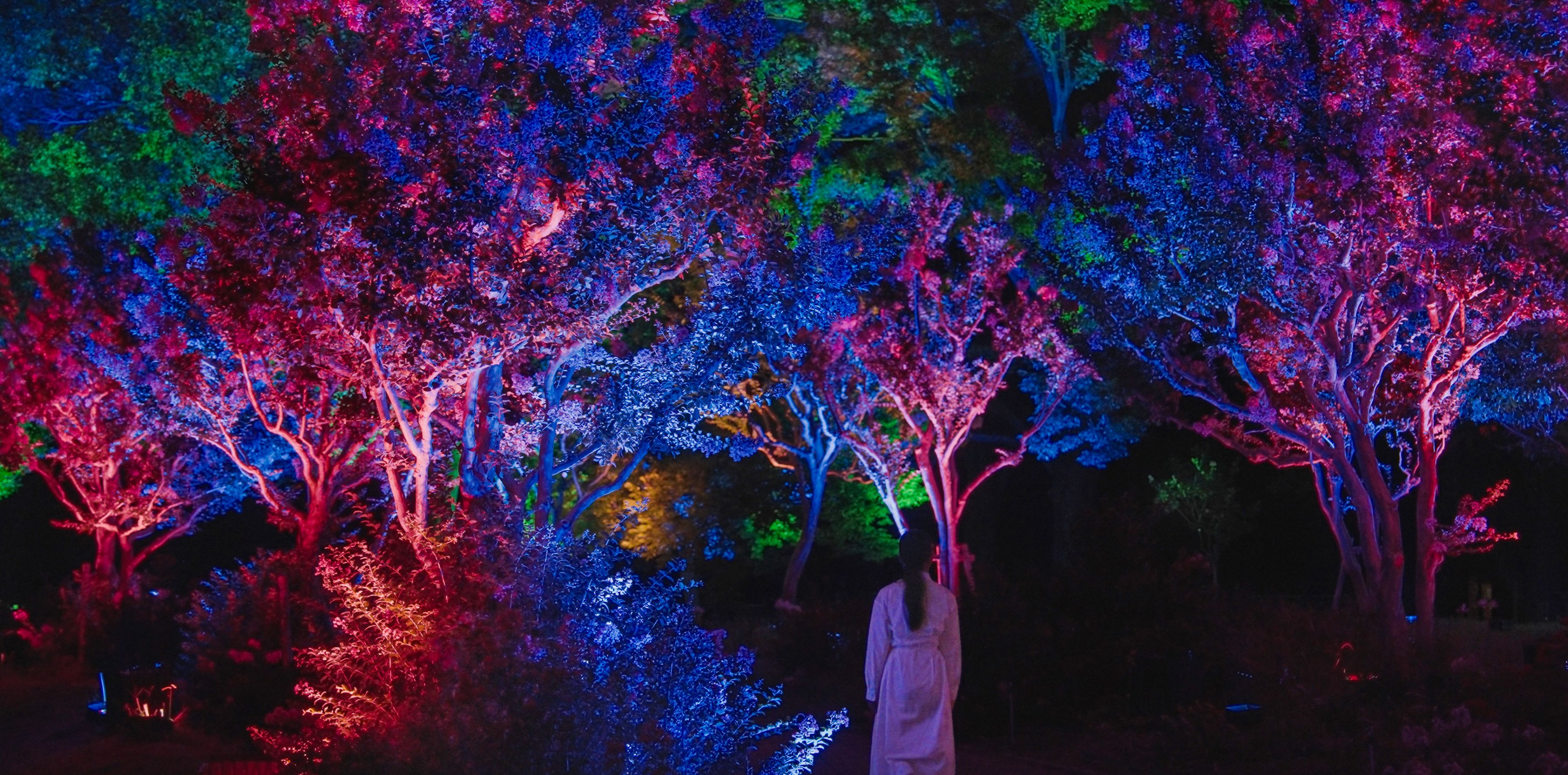 Resonating Trees - Crape Myrtles, Osaka Botanical Garden