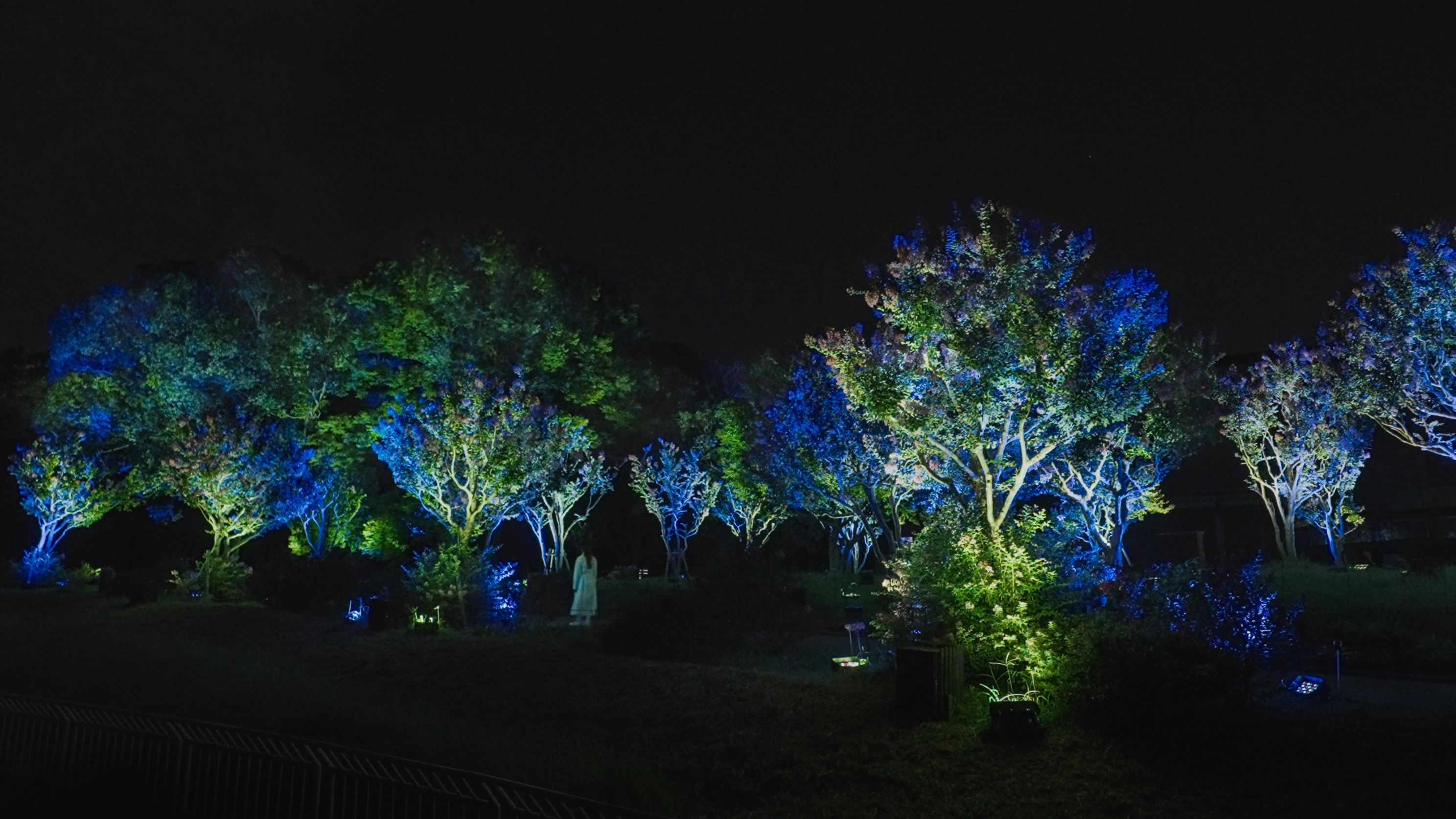 Resonating Trees - Crape Myrtles, Osaka Botanical Garden