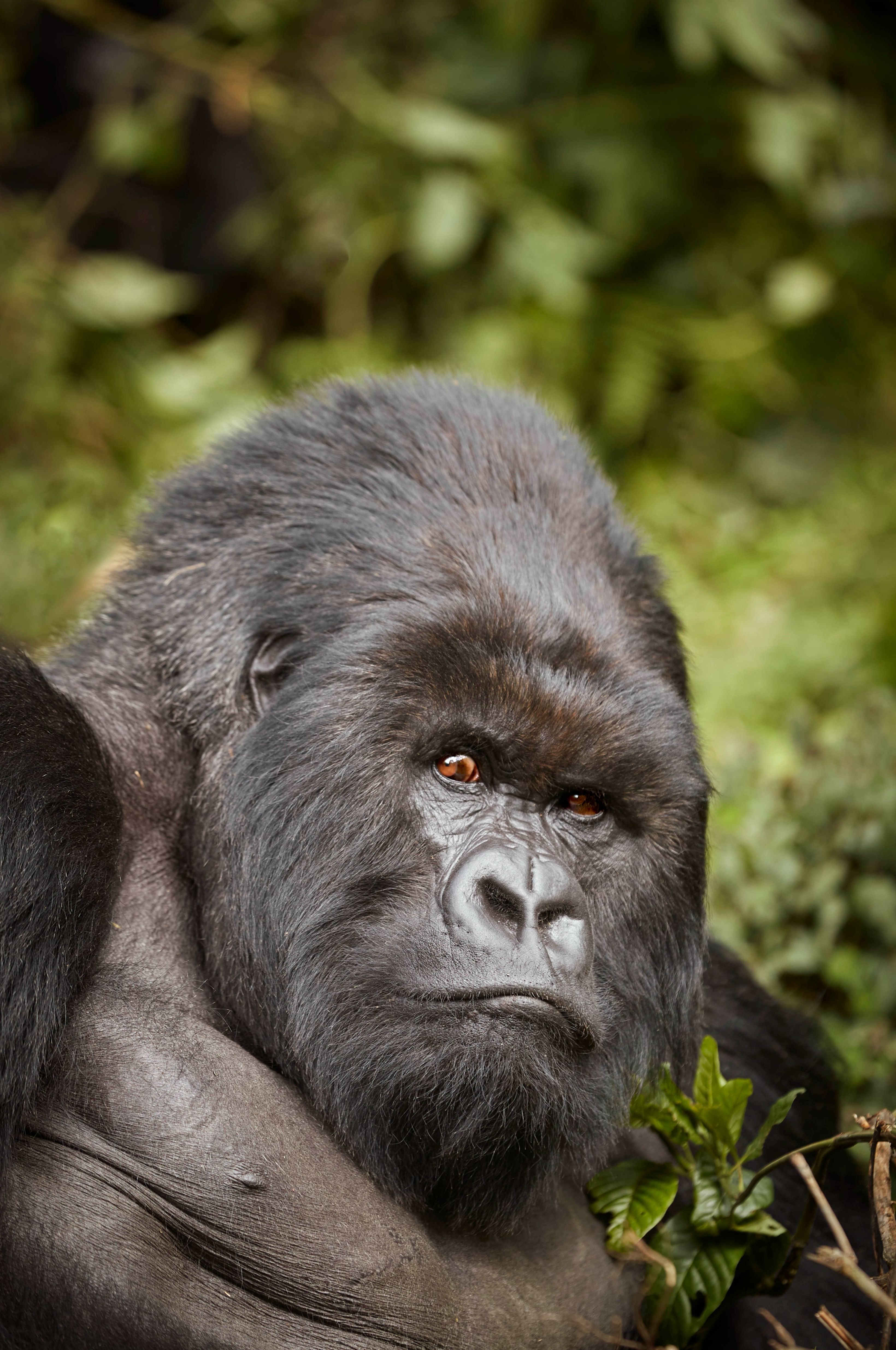 One&Only Gorilla's Nest – The mighty gorilla, in its habitat