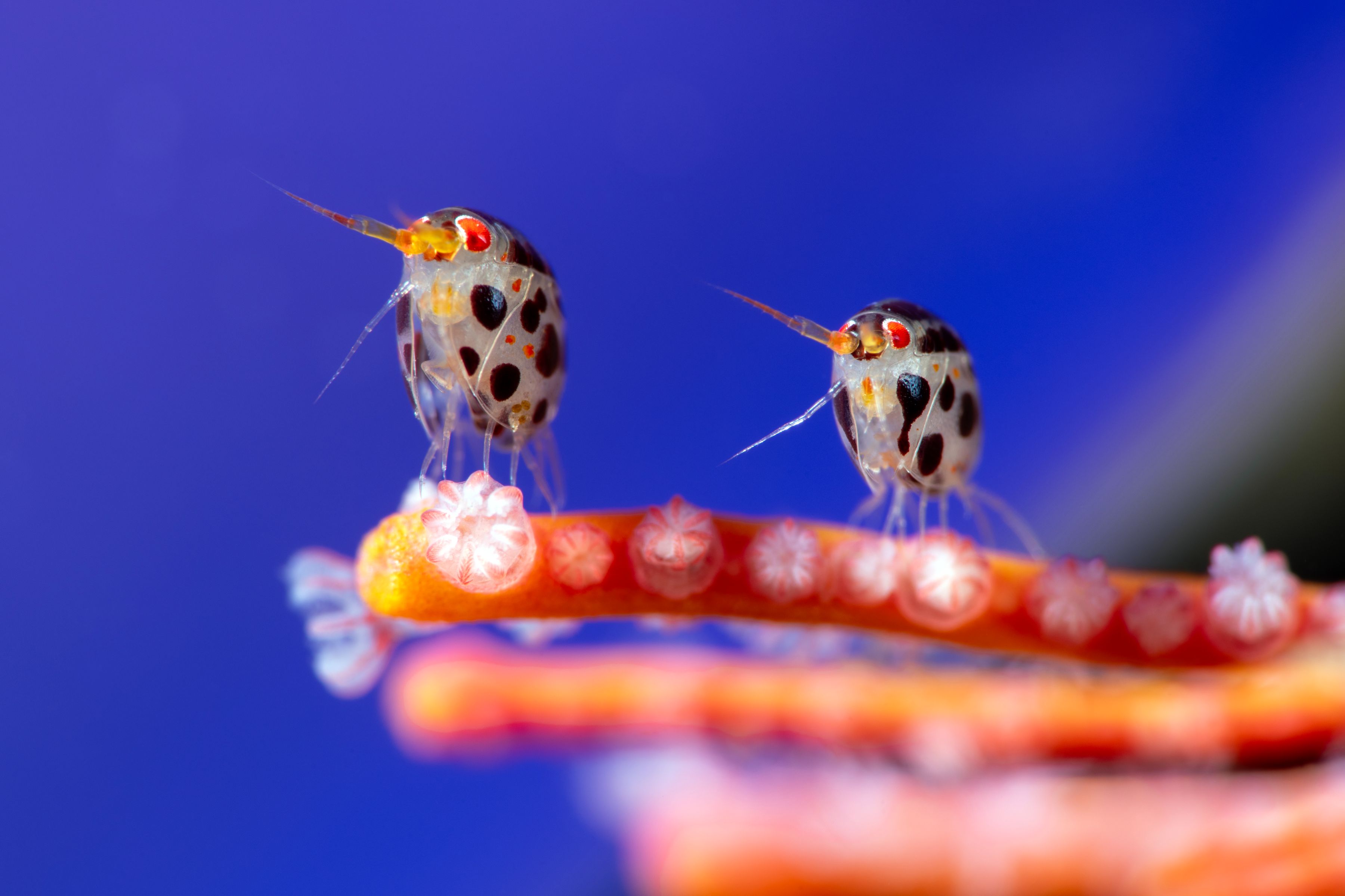 Ocean Photographer of the Year 2025 - Lady Bugs