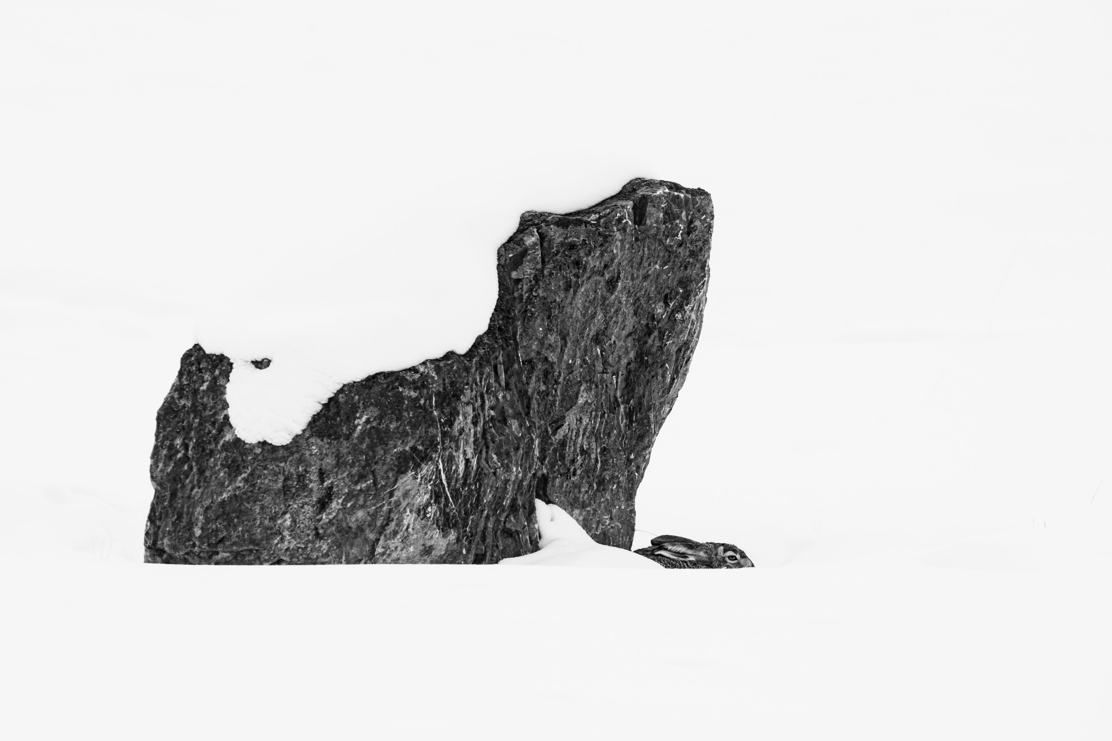 Winter is 'Hare' by Arkaprava Ghosh - Special Mention, Wildscape & Animals in Their Habitat
