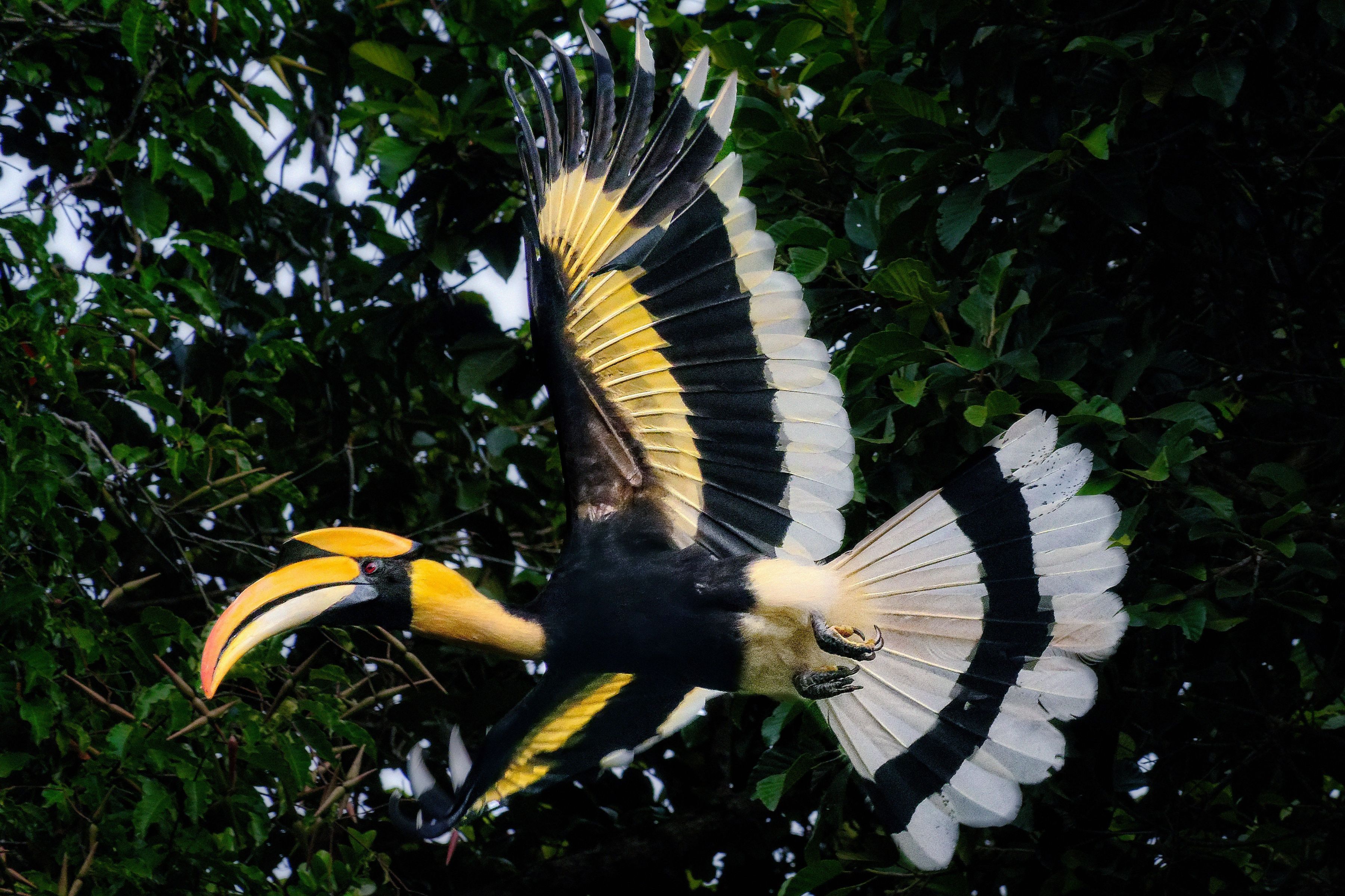 The Datai Langkawi - Great Hornbill