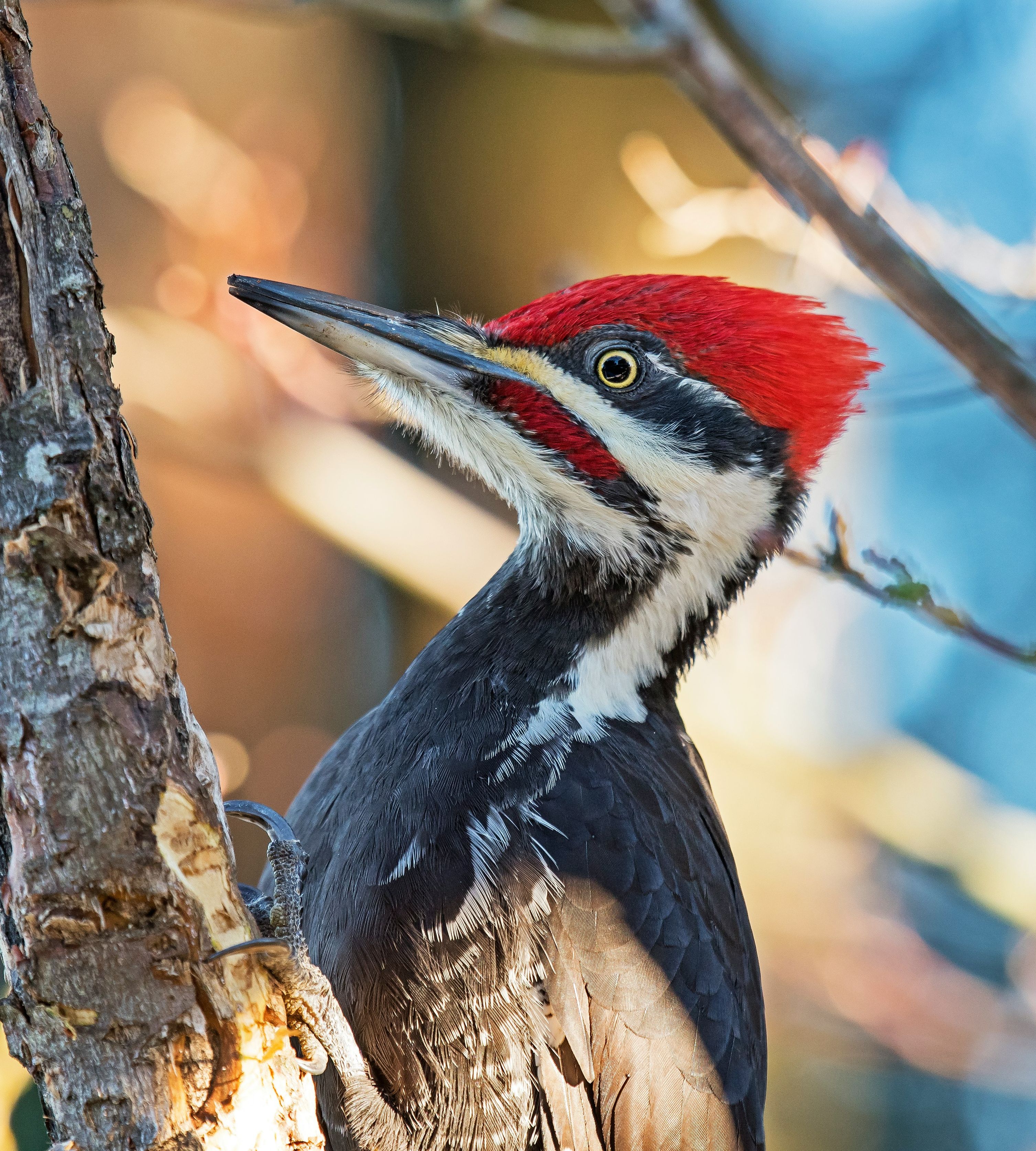 Piliated Woodpecker