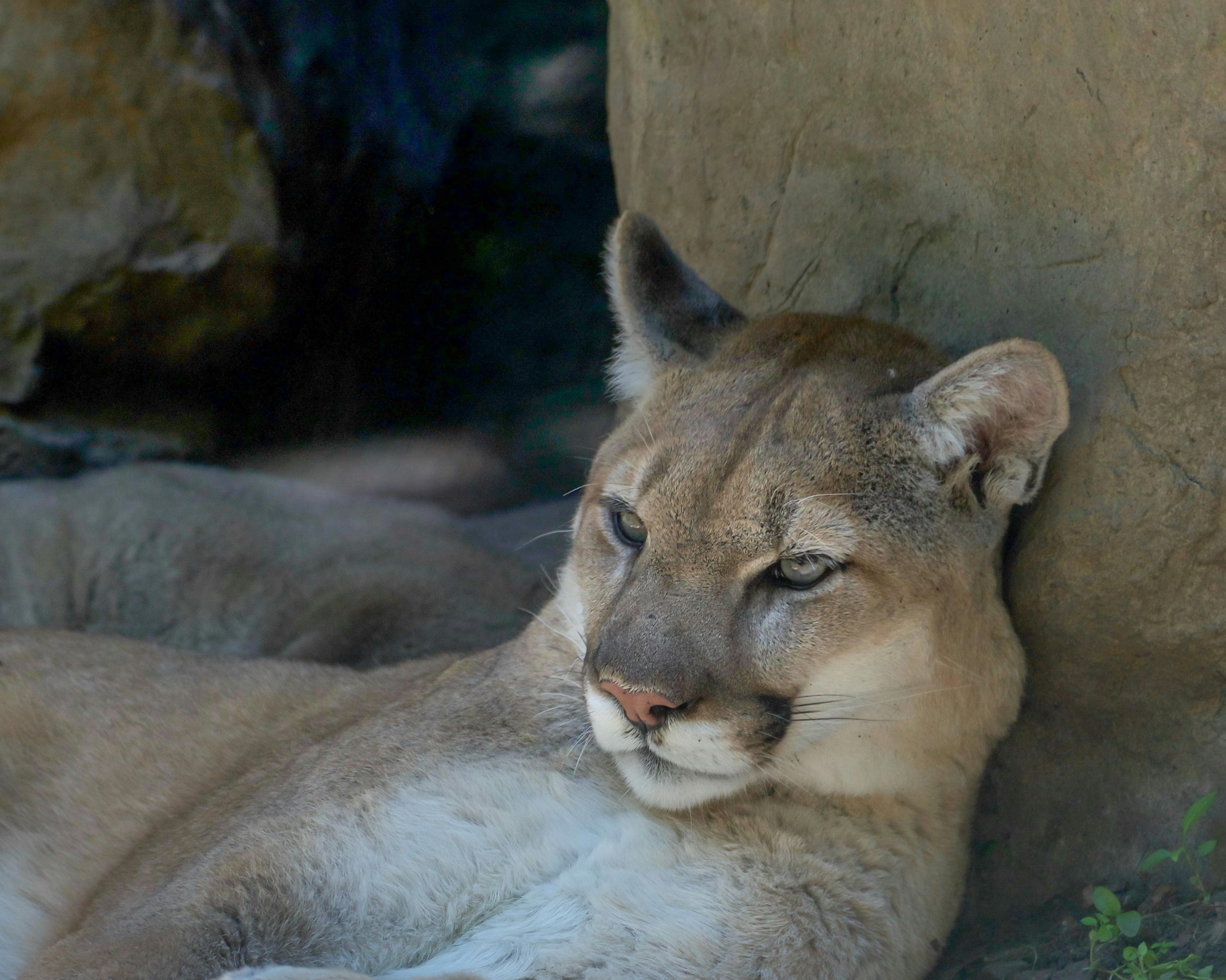 Cougar