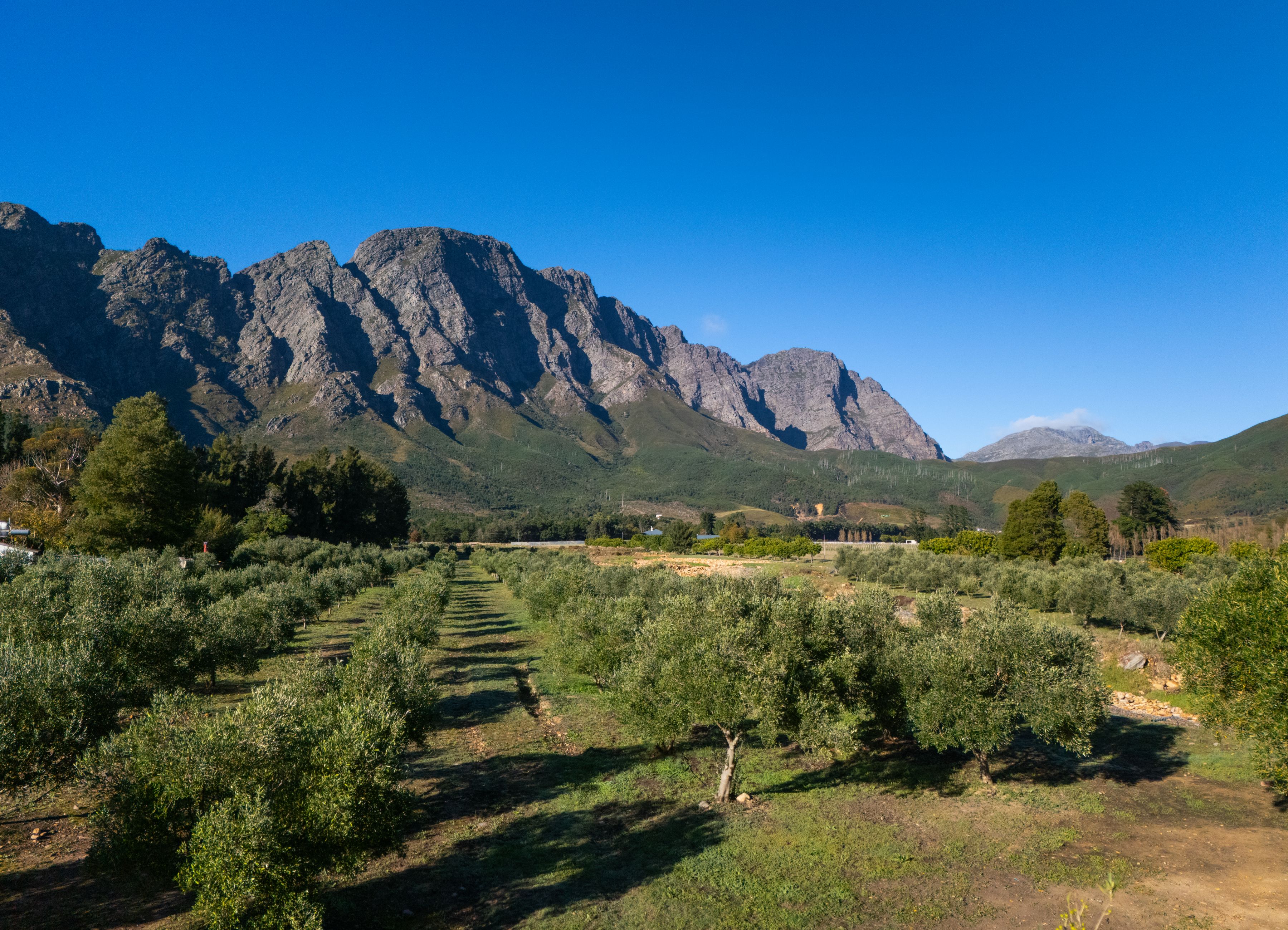 Belle Montagne Wine